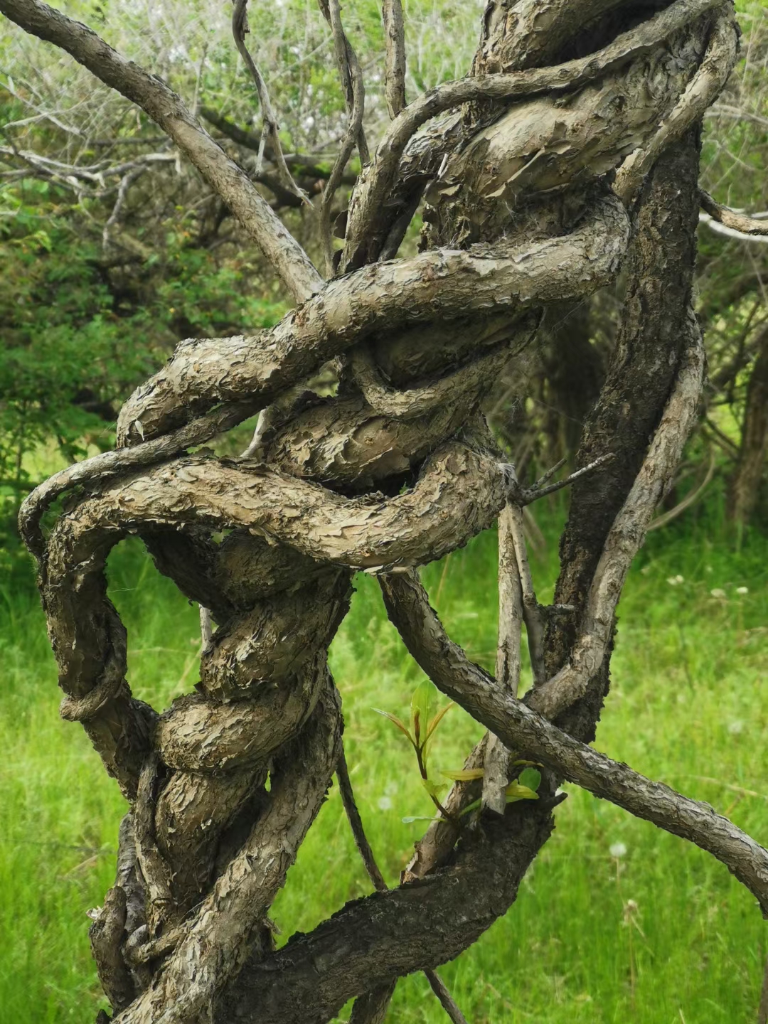 麻花树