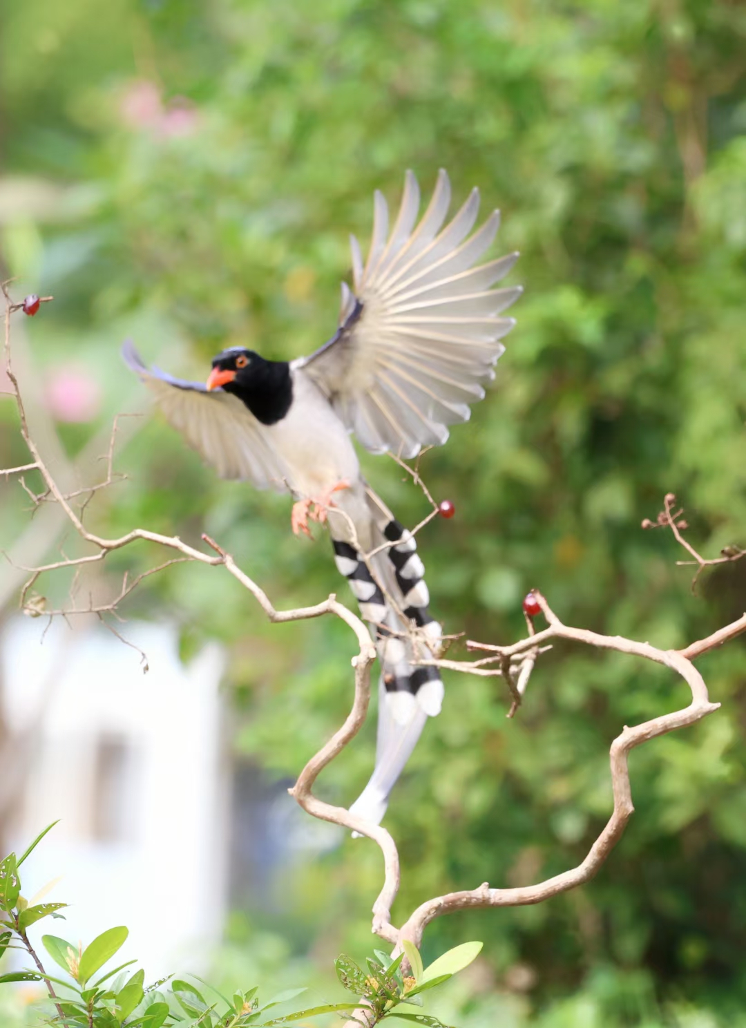 9415小翅膀轻轻扑扇,眼神中透着勇气与希望.