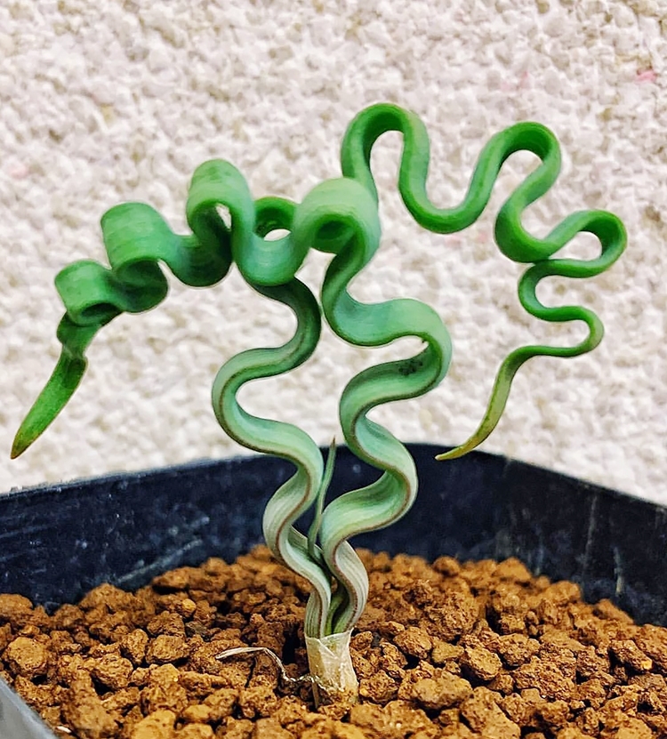 它叫海带弹簧草,是一种球根植物,当然,也属于多肉植物.