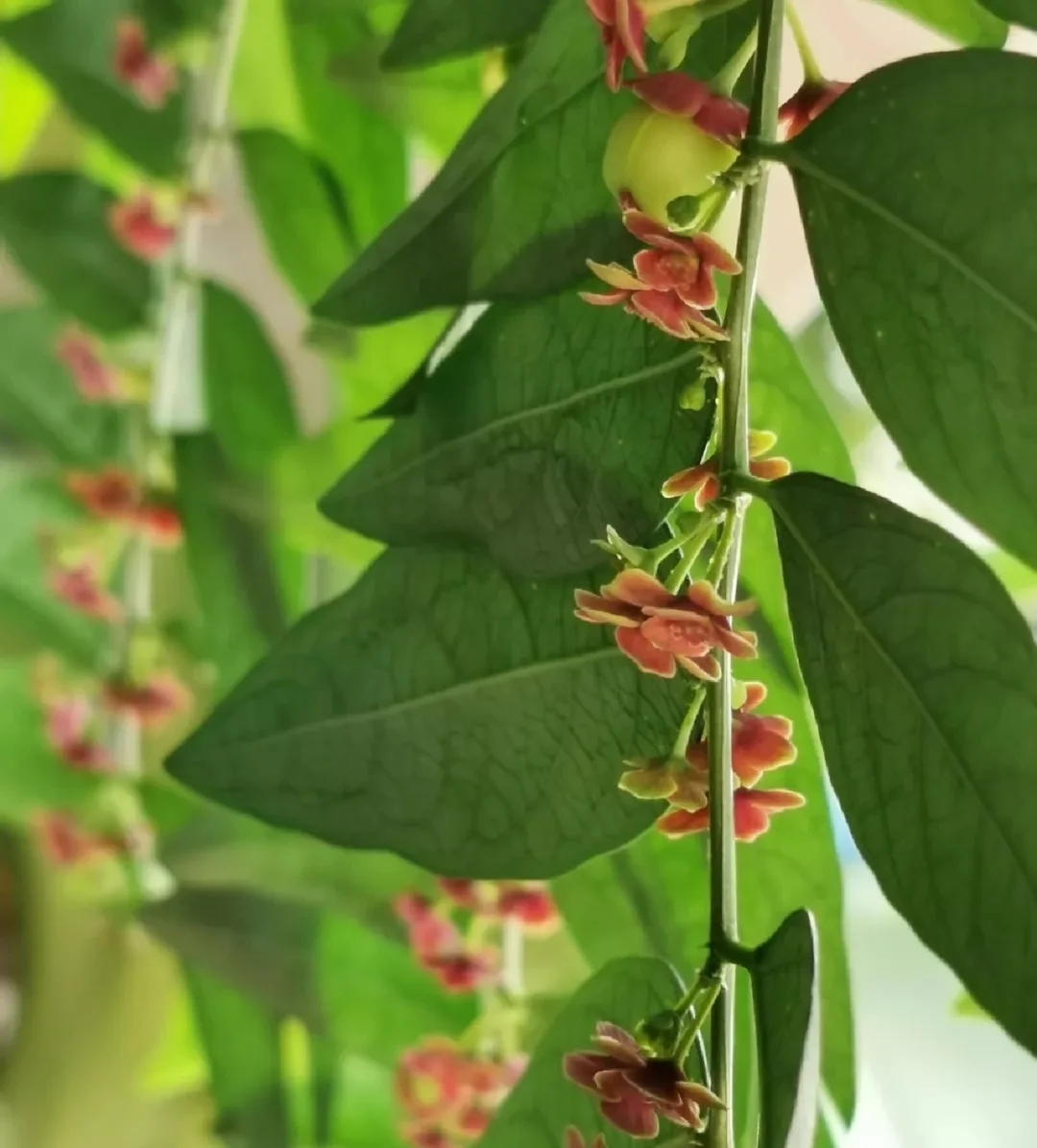 守宫木,长得像苹果吧,有人说它的果子有毒不能吃,但是叶子可以吃,只是