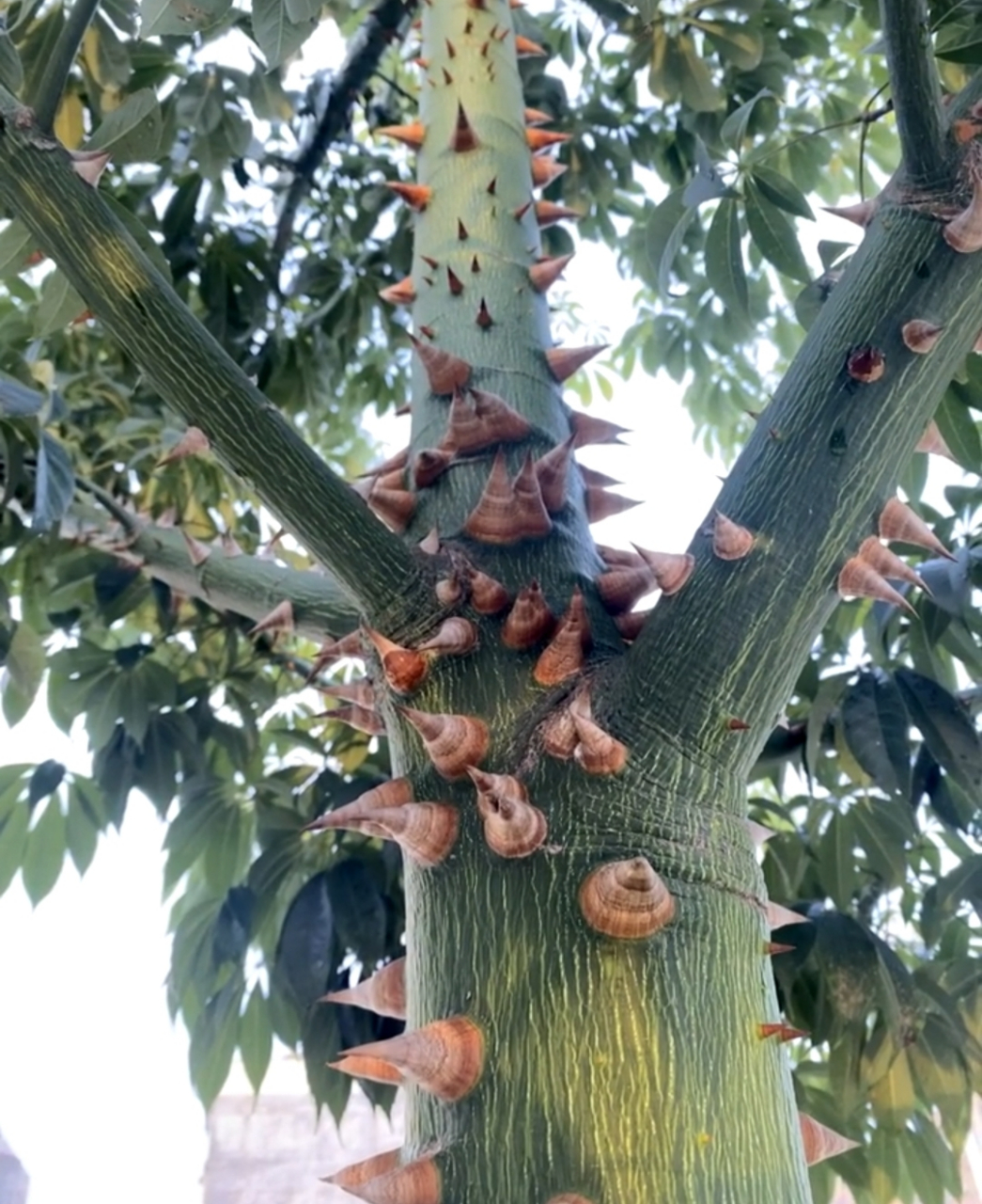 全身长满了刺,看起来一副生人勿近的样子!越看像是爬了一树的蜗牛.