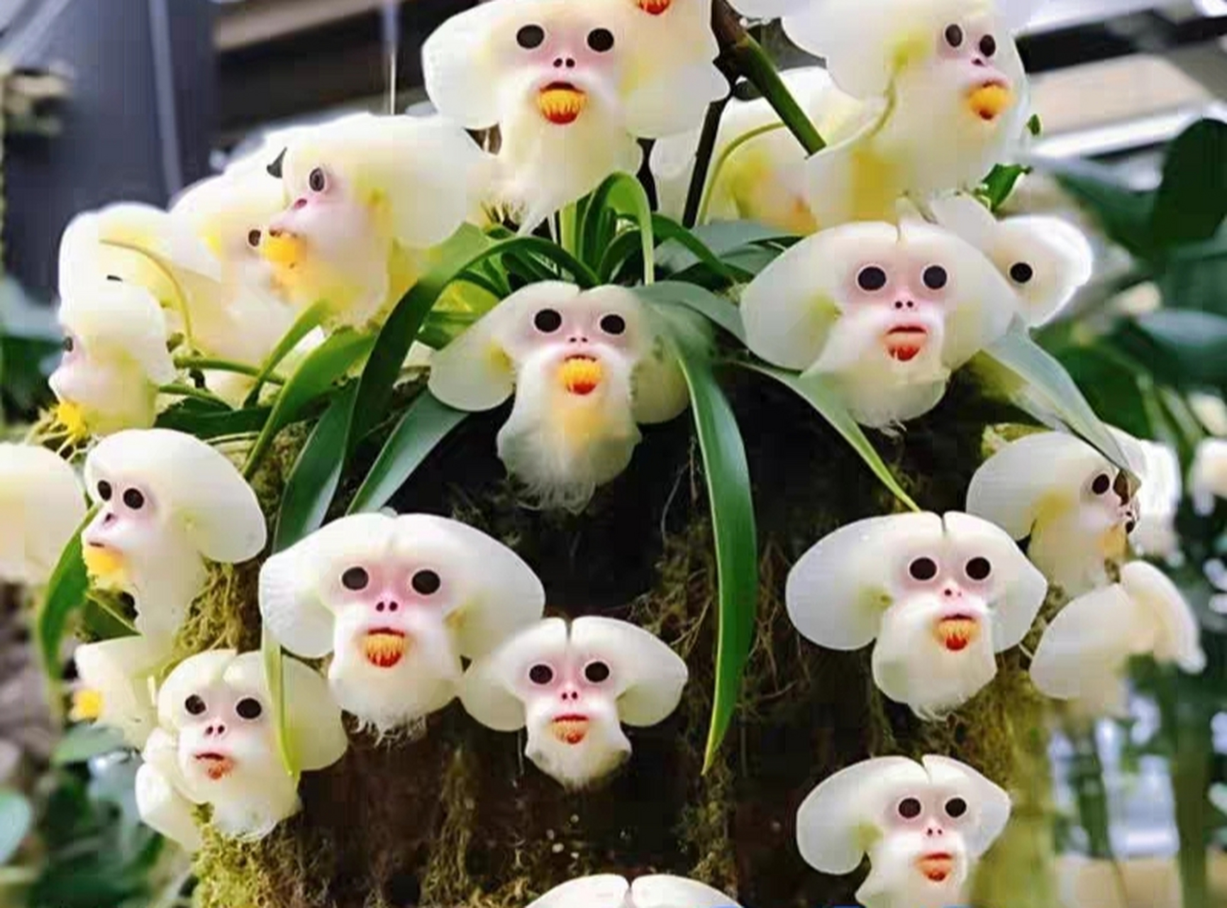 猴兰花,长得虽然很好玩,但是养这么一盆花,花枝上挂