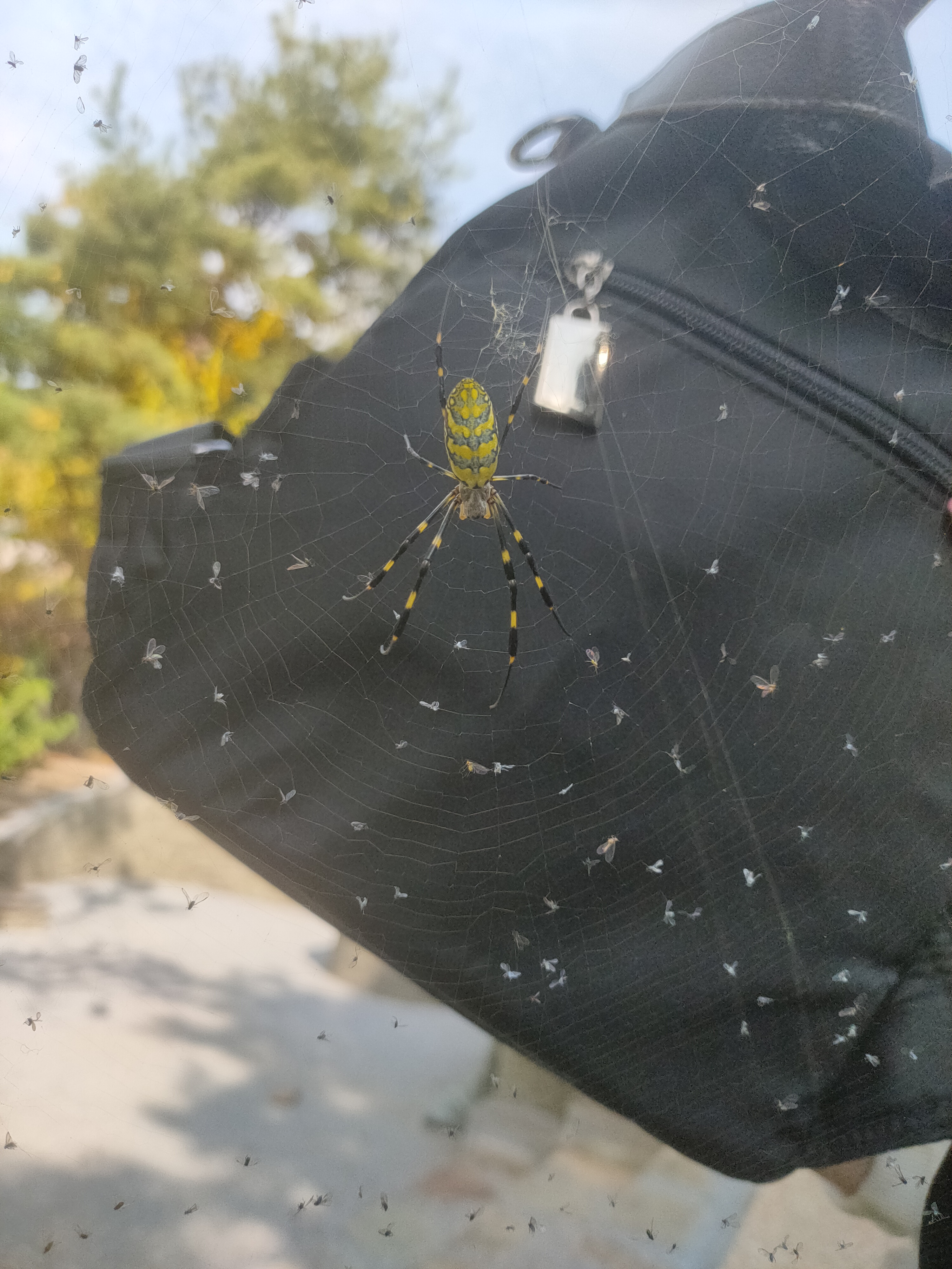 跟平时见过的大肚子黑蜘蛛一点都不像.
