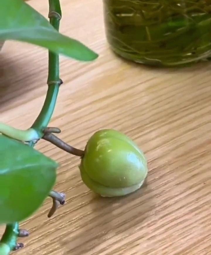 养了这么多年的绿萝白养了,居然没看到一个果实!