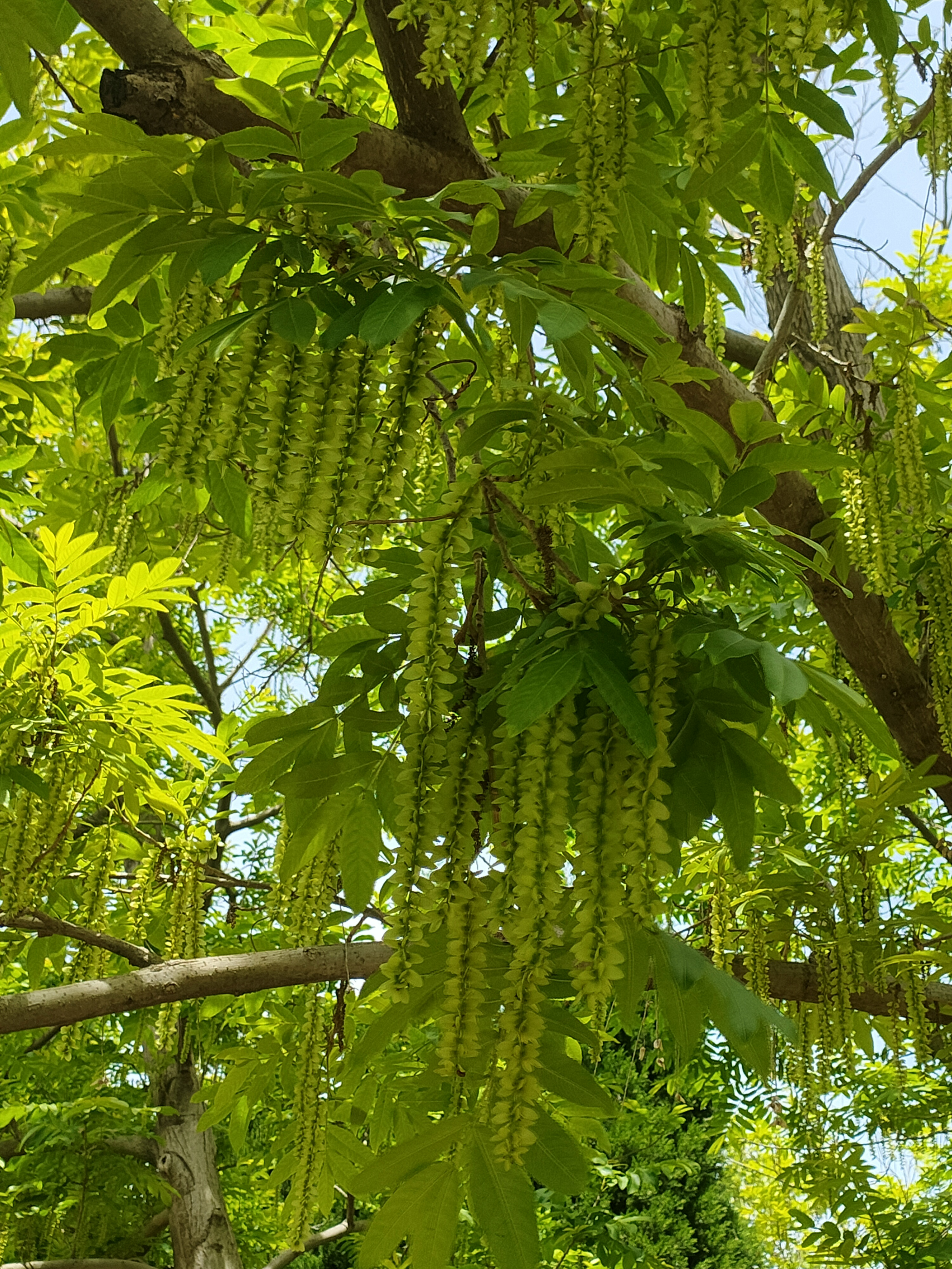 这是啥树?第一次在公园里见到,像槐花,绿藤?一串串的很漂亮!