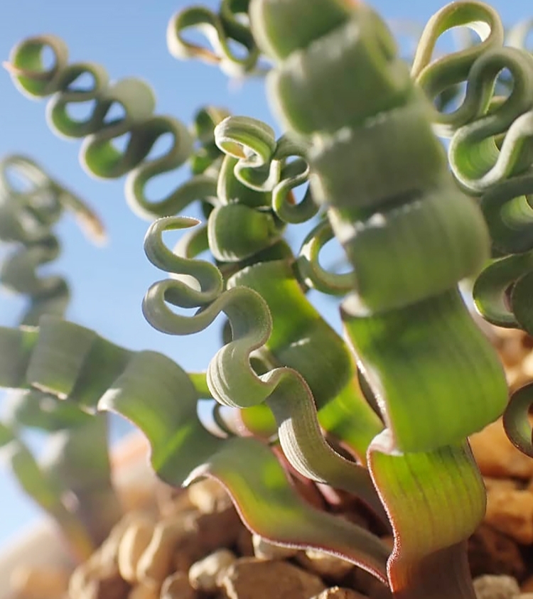 它叫海带弹簧草,是一种球根植物,当然,也属于多肉植物.