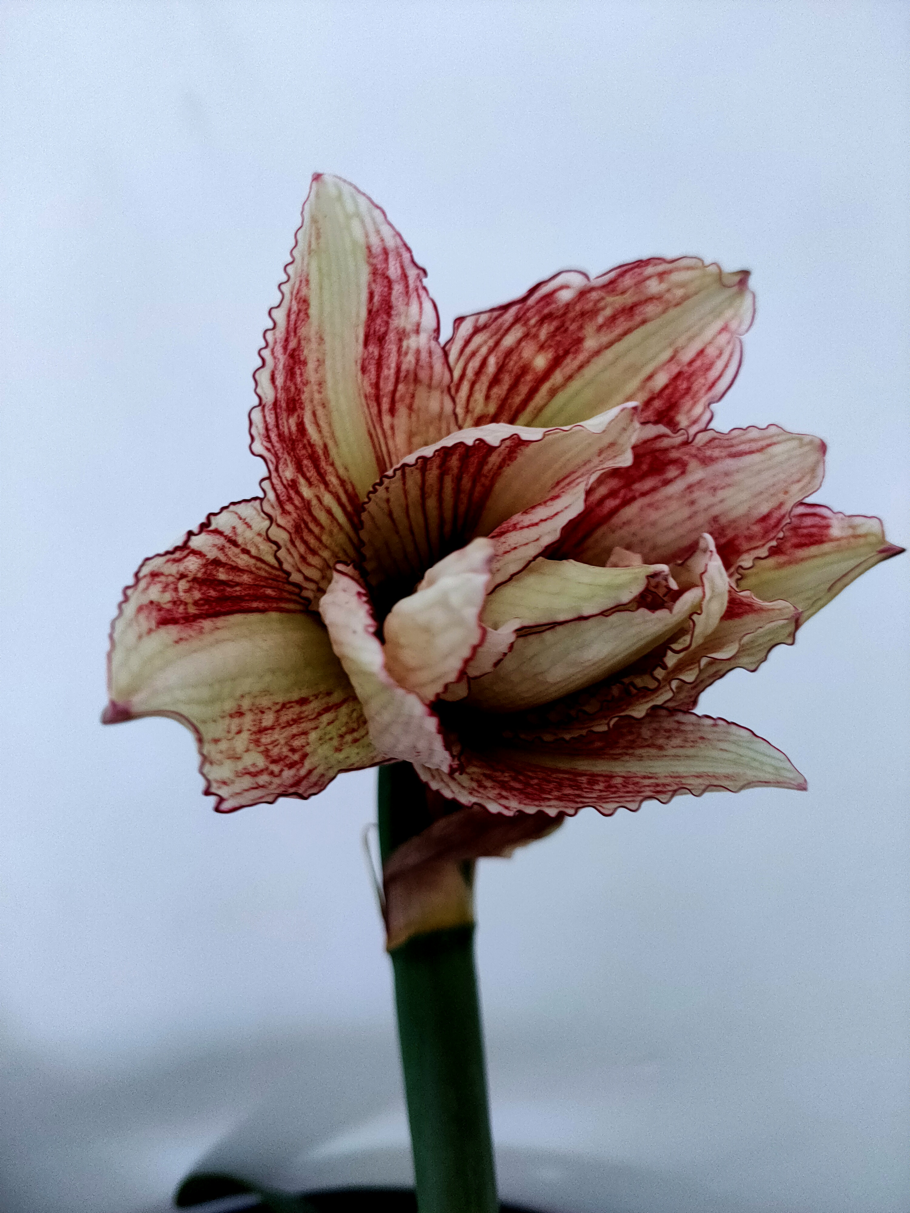 安吉拉,一款适合拍照的朱顶红,在没有阳光的地方花色呈姨妈色,说好看