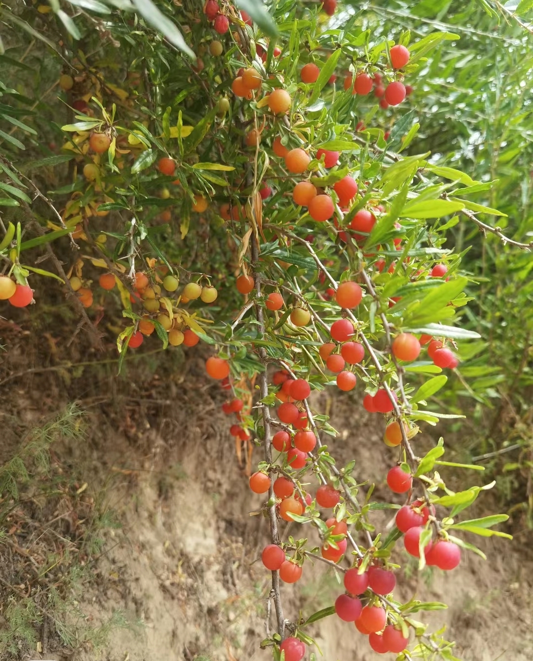 仔细看了半天,感觉像小时候吃过的一种野果子,不记得名字了,只有红透