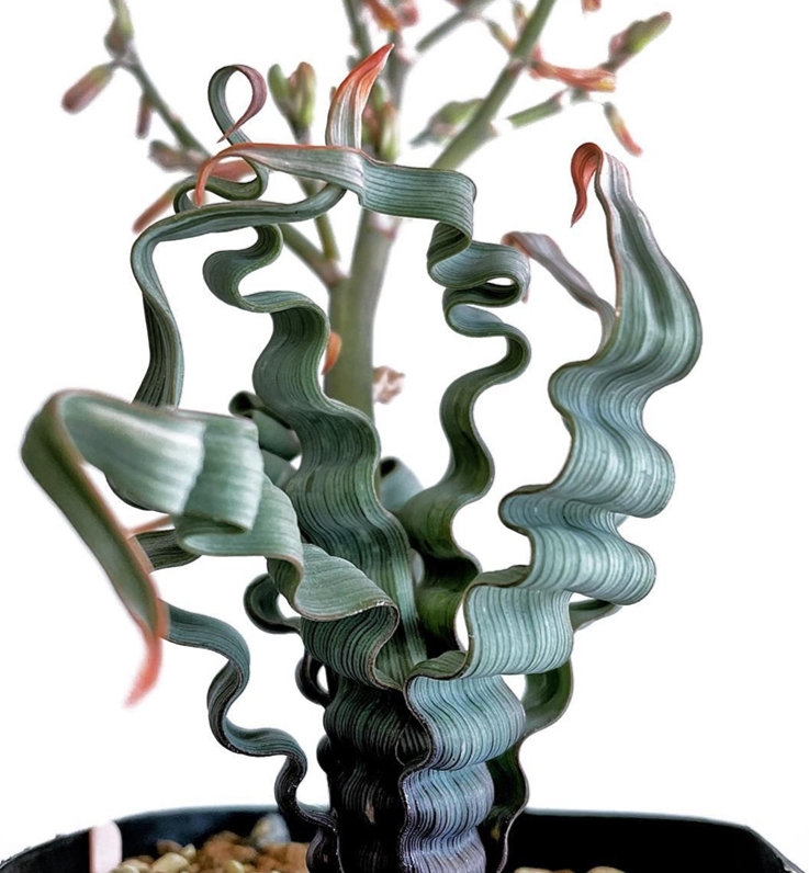 它叫海带弹簧草,是一种球根植物,当然,也属于多肉植物.