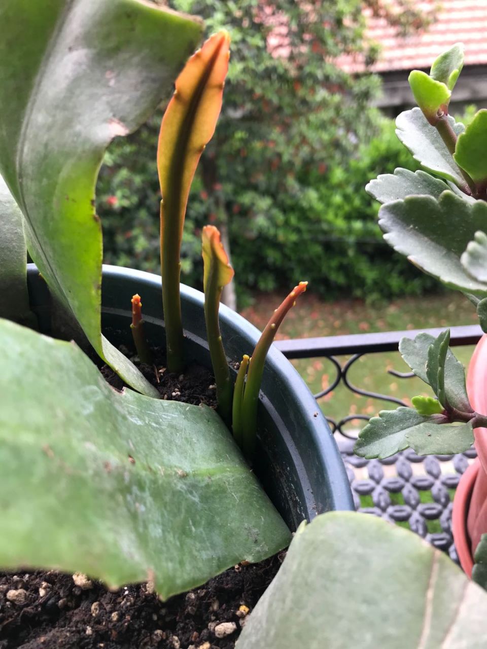 昙花扦插繁殖,选择不同的插穗,选择不同的扦插方式,扦插结果都是不同