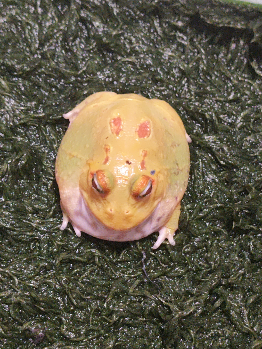 呆萌的小角蛙可爱!