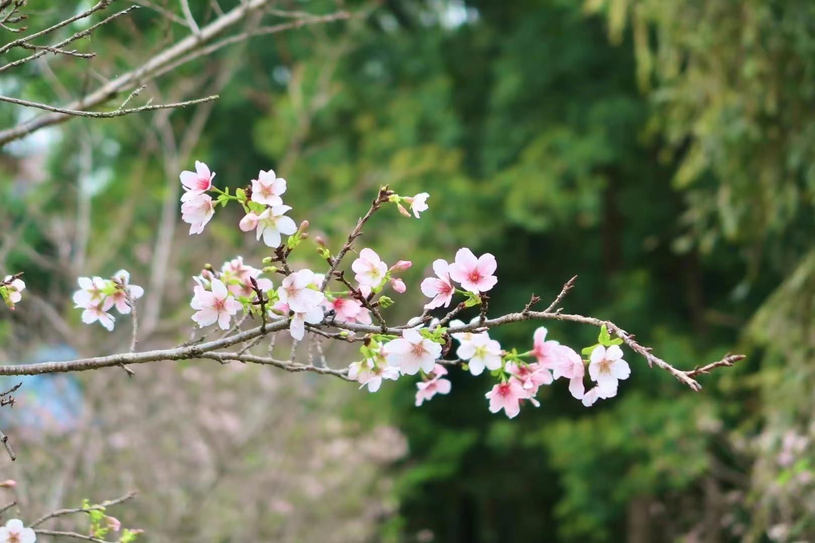 梨花之伤(古风)  一树梨花护海棠, 多情化作嫁衣裳.