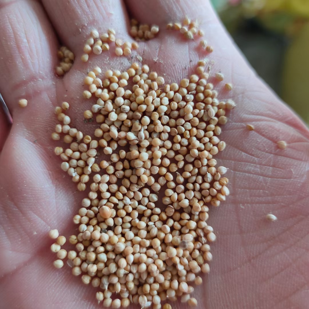 各种杂粮购销中,有需要的联系