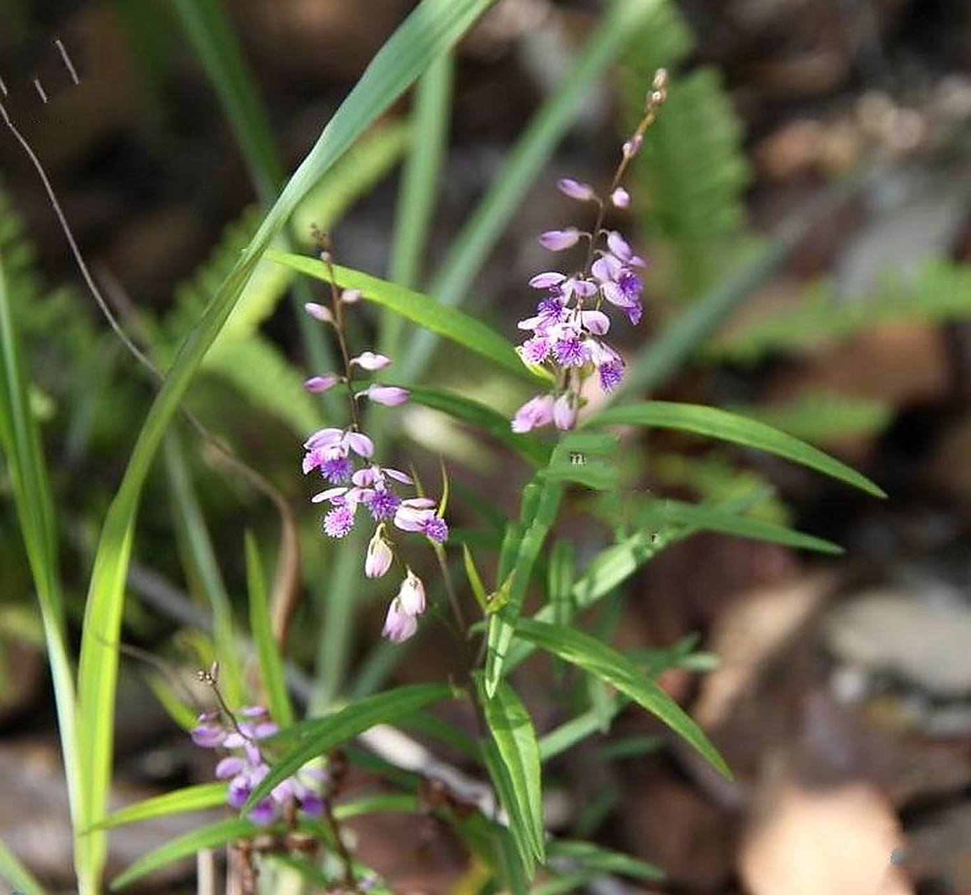 《远志》  小鸟翩翩志高远,细草茵茵兰姿胭.
