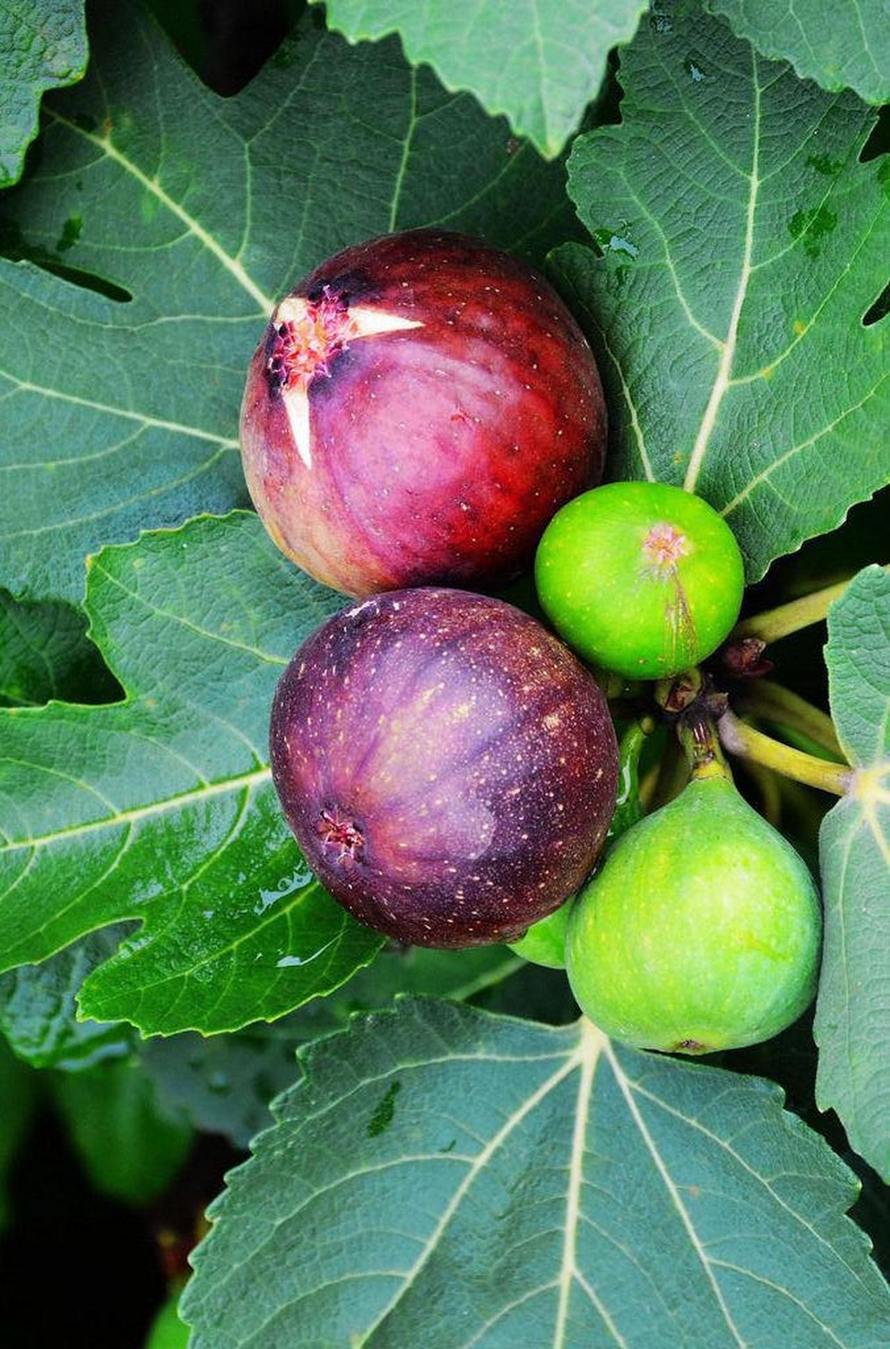 诗词歌赋交流天地# #养花种菜小分队#  《无花果》  花托膨胀假果生