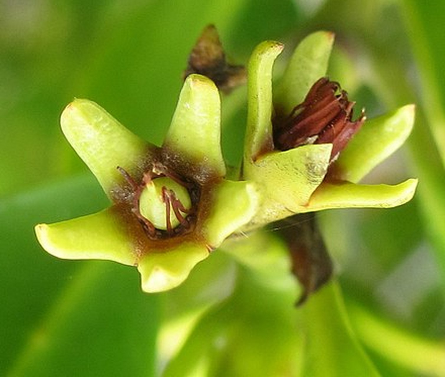 每天认识一种植物# #诗词歌赋交流天地# #养花种菜小分队#  《角果木