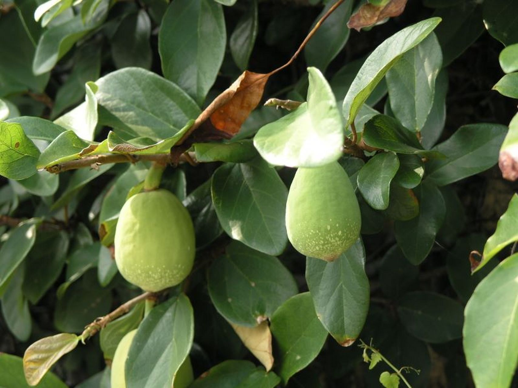 每天认识一种植物# #诗词歌赋交流天地# #养花种菜小分队#  《薜荔》