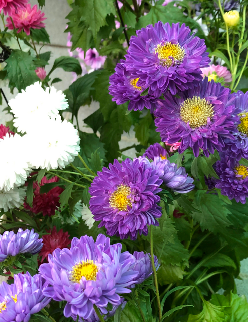 每天认识一种植物# #诗词歌赋交流天地# #养花种菜小分队#  《翠菊》