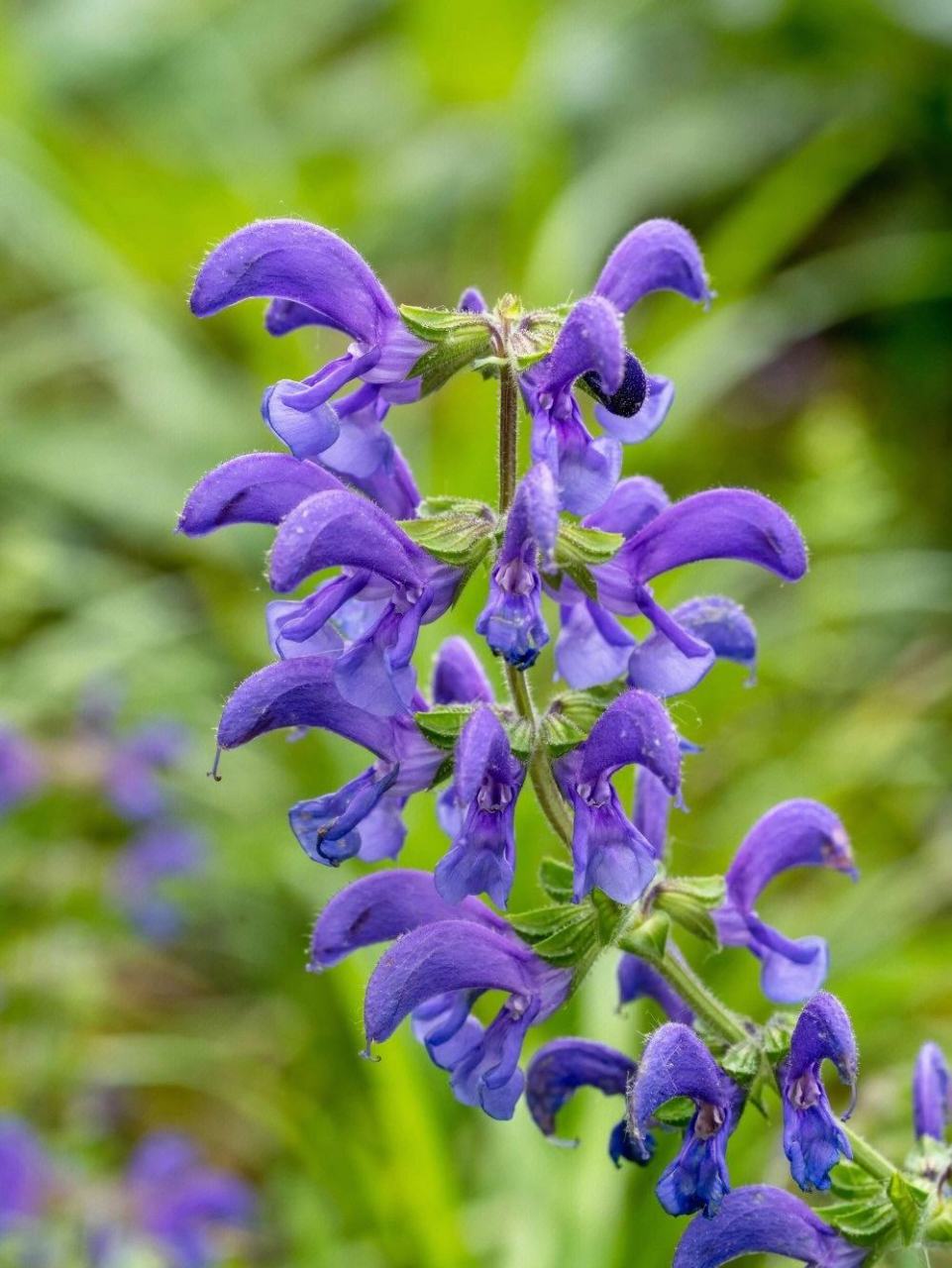 每天认识一种植物# #诗词歌赋交流天地# #养花种菜小分队#  《丹参》
