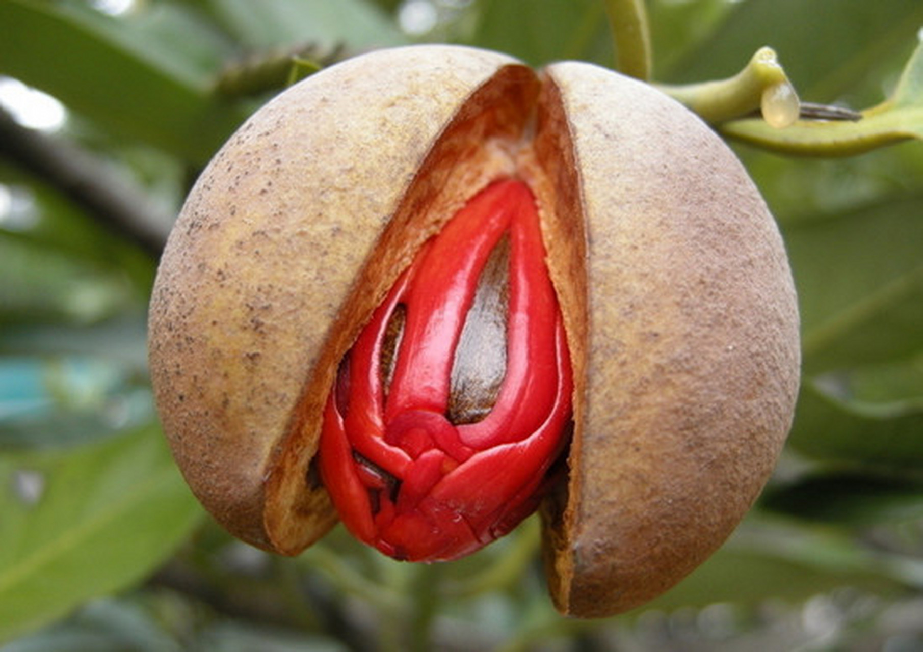 《豆蔻年华》 豆蔻年华一十三,含苞待放欲垂涎. 风流莫过樊