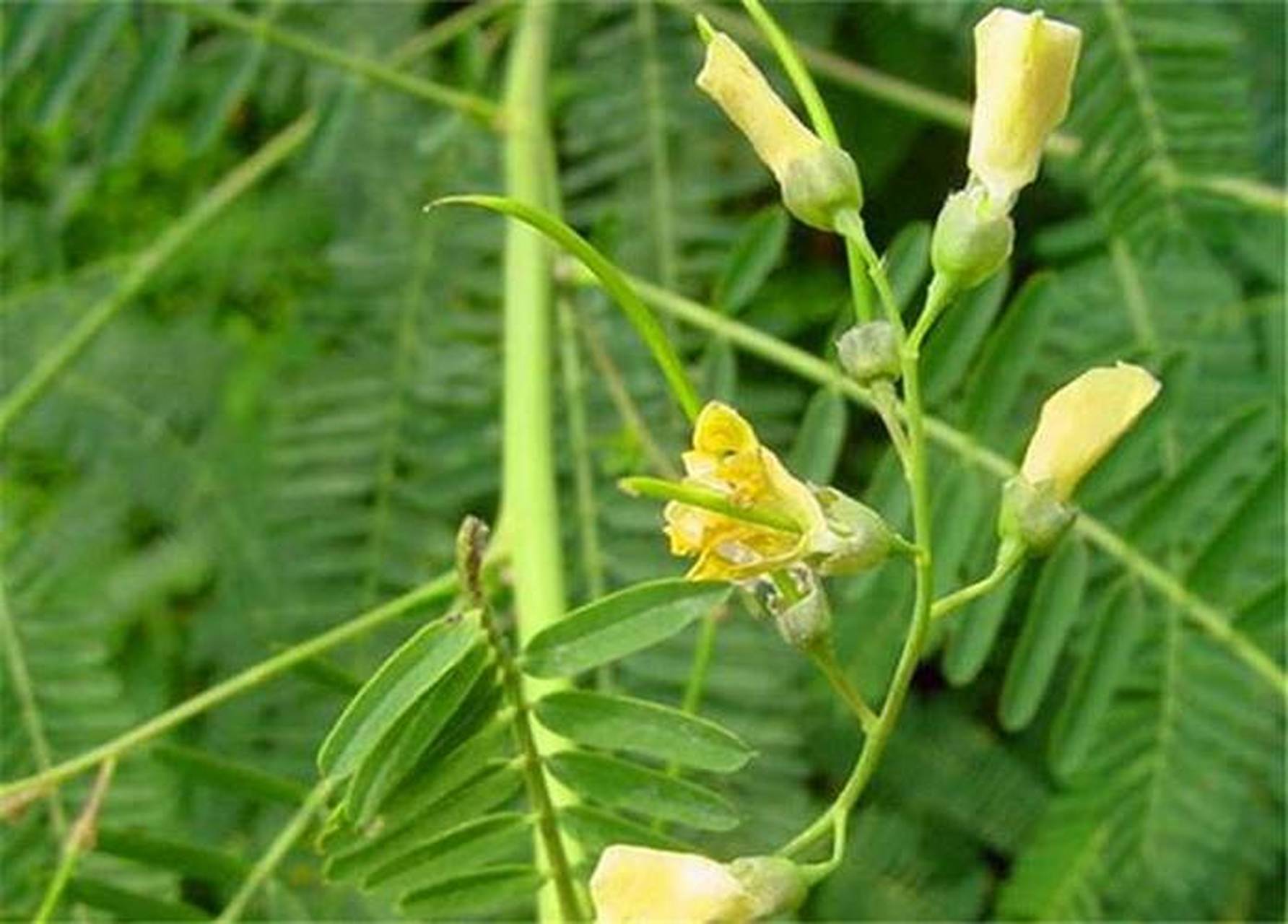 每天认识一种植物# #诗词歌赋交流天地# #养花种菜小分队#  《田菁》