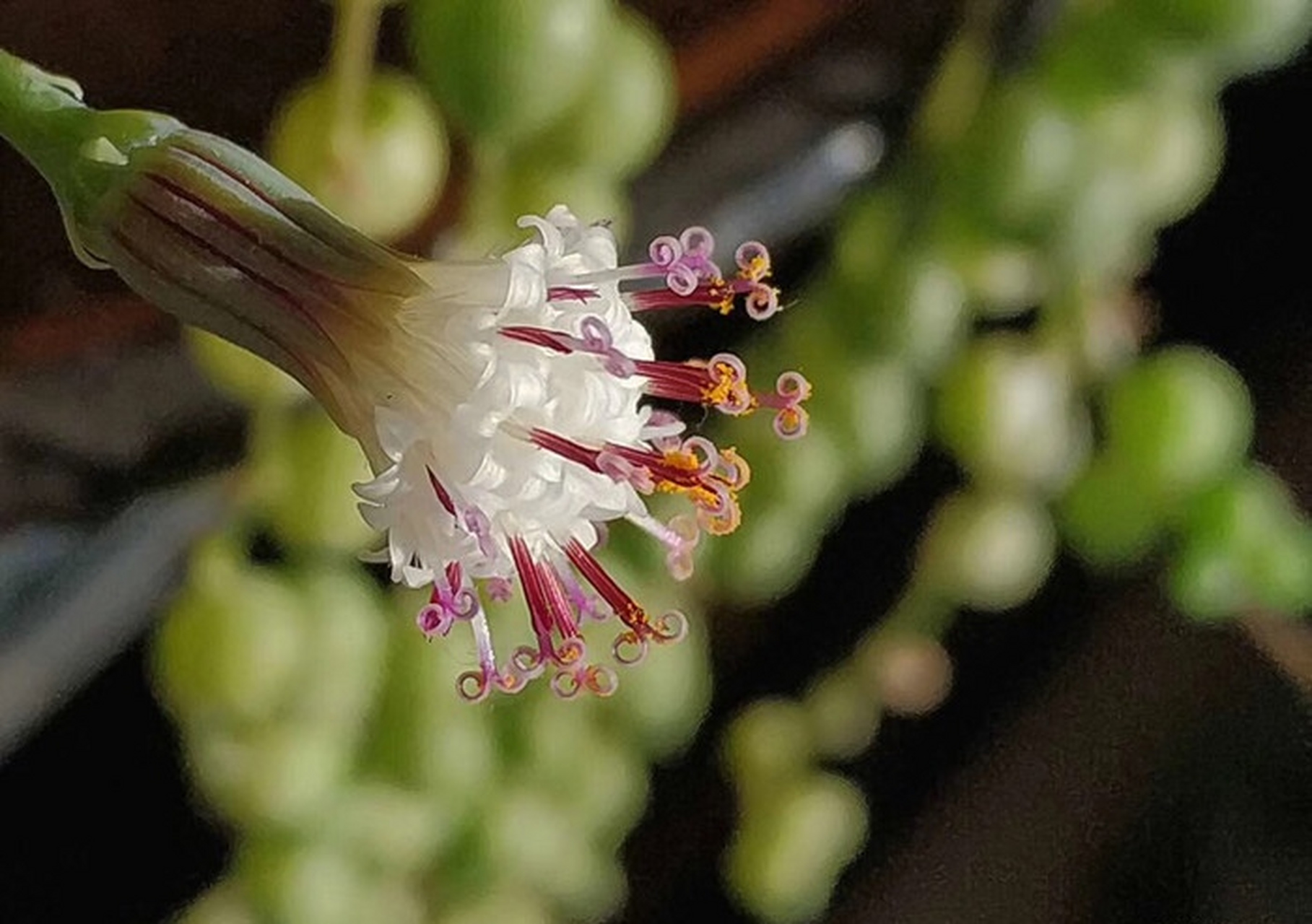 每天认识一种植物# #诗词歌赋交流天地##养花种菜小分队#   《翡翠 