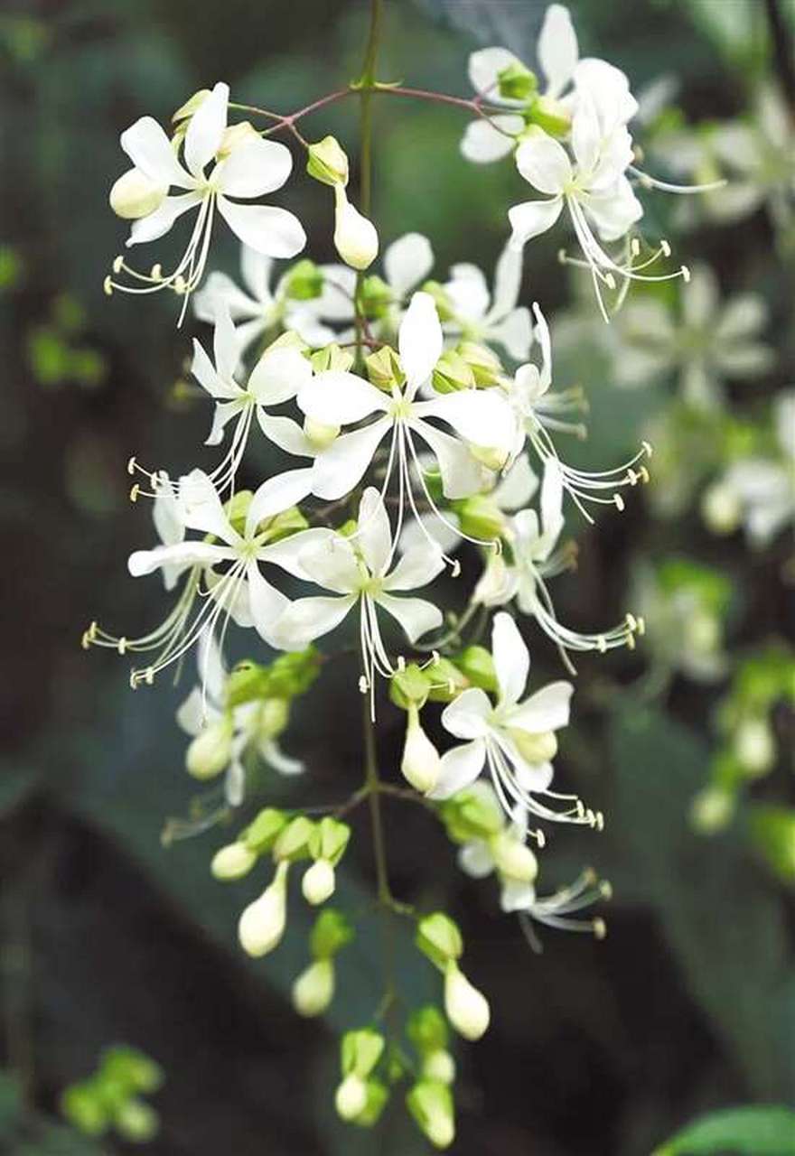 认识一种植物# #诗词歌赋交流天地# #养花种菜小分队#  《垂丝茉莉》