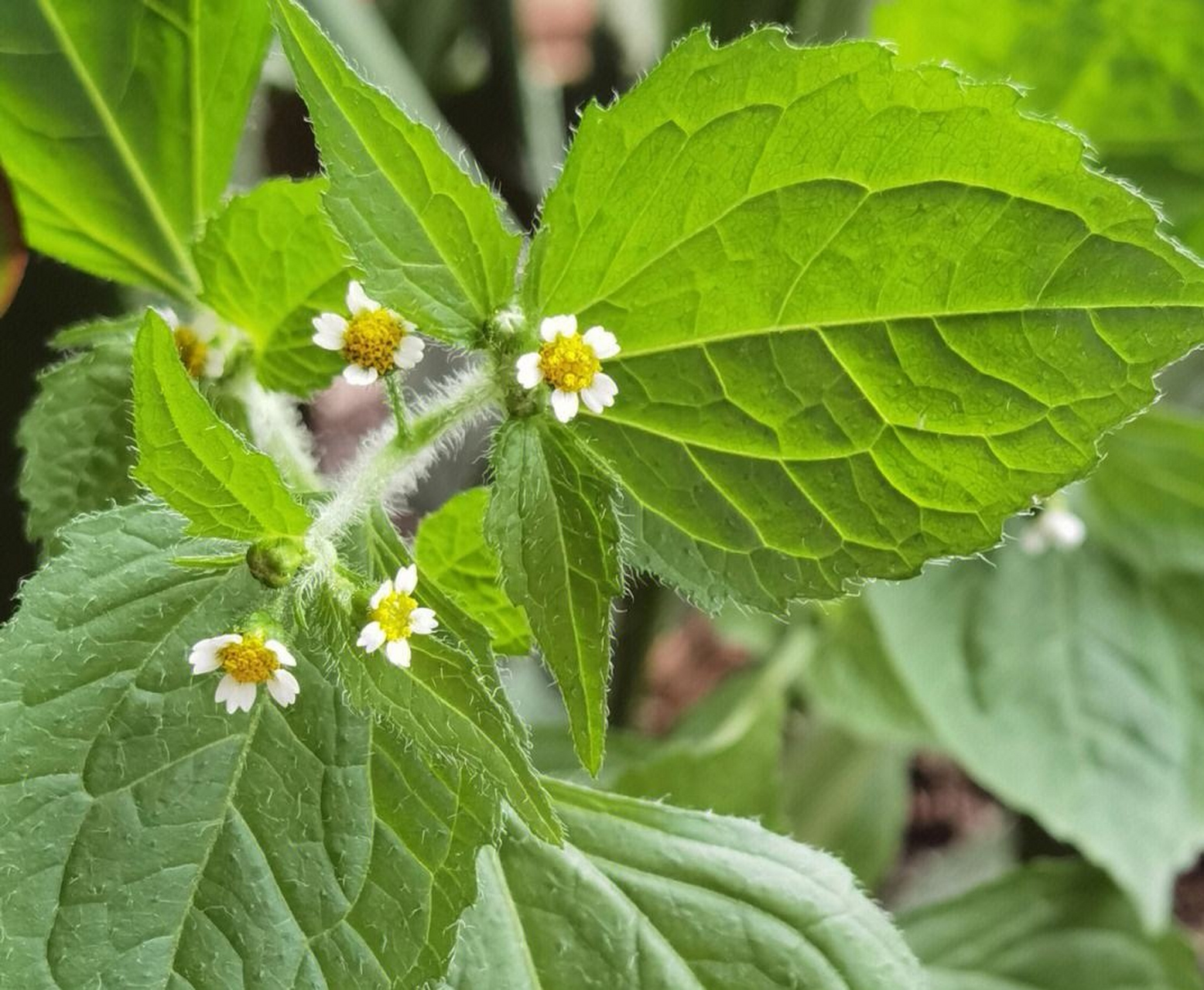 每天认识一种植物# #诗词歌赋交流天地# #养花种菜小分队#  《牛膝菊