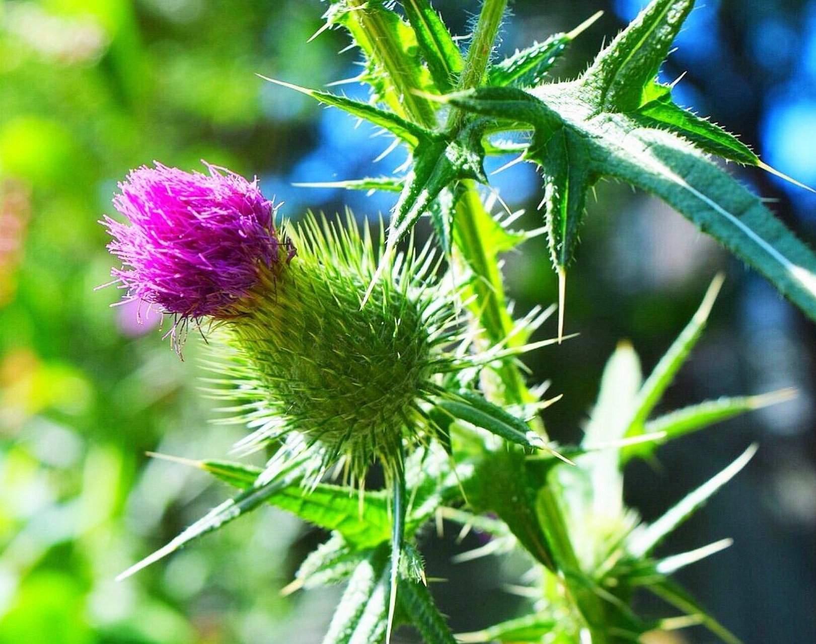 每天认识一种植物# #诗词歌赋交流天地# #养花种菜小分队#  《飞廉》 