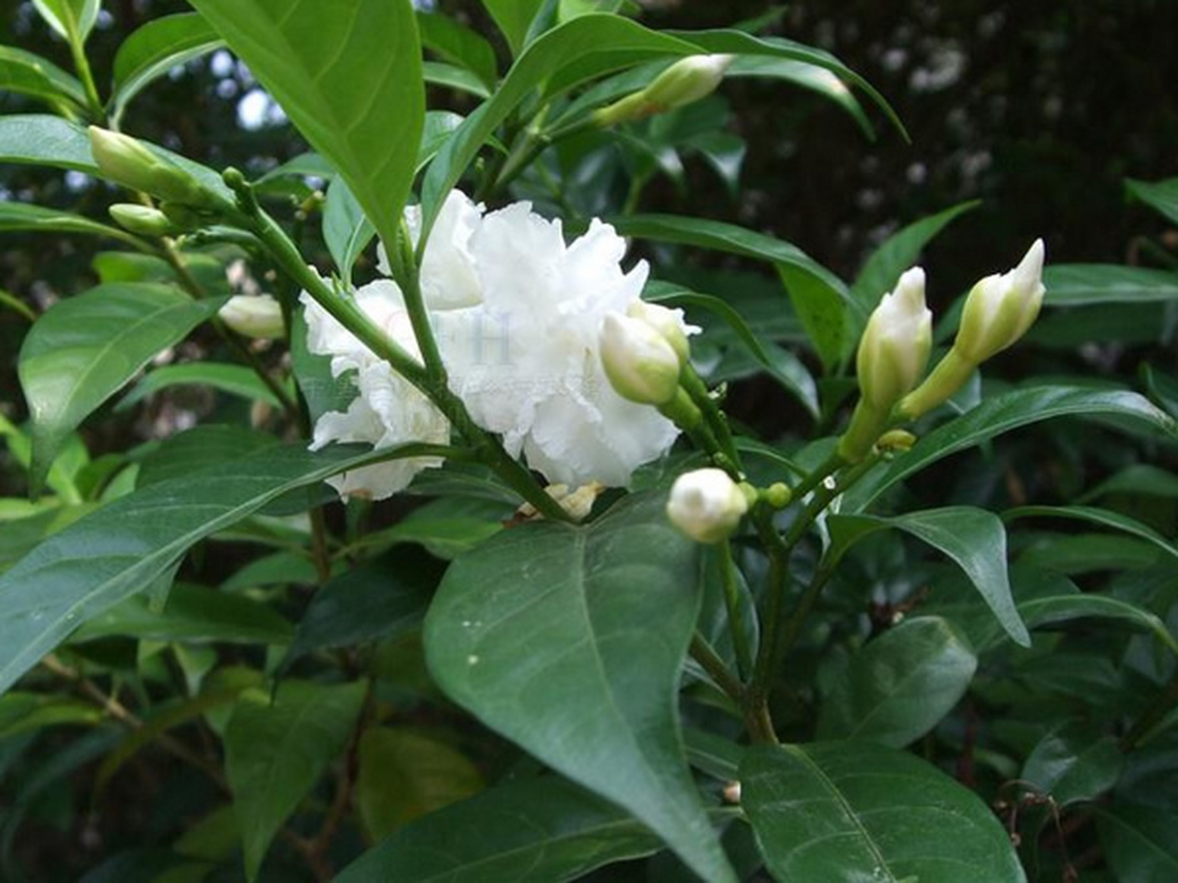 《狗牙花》  清纯洁白素无瑕,被冠俗名喻狗牙.