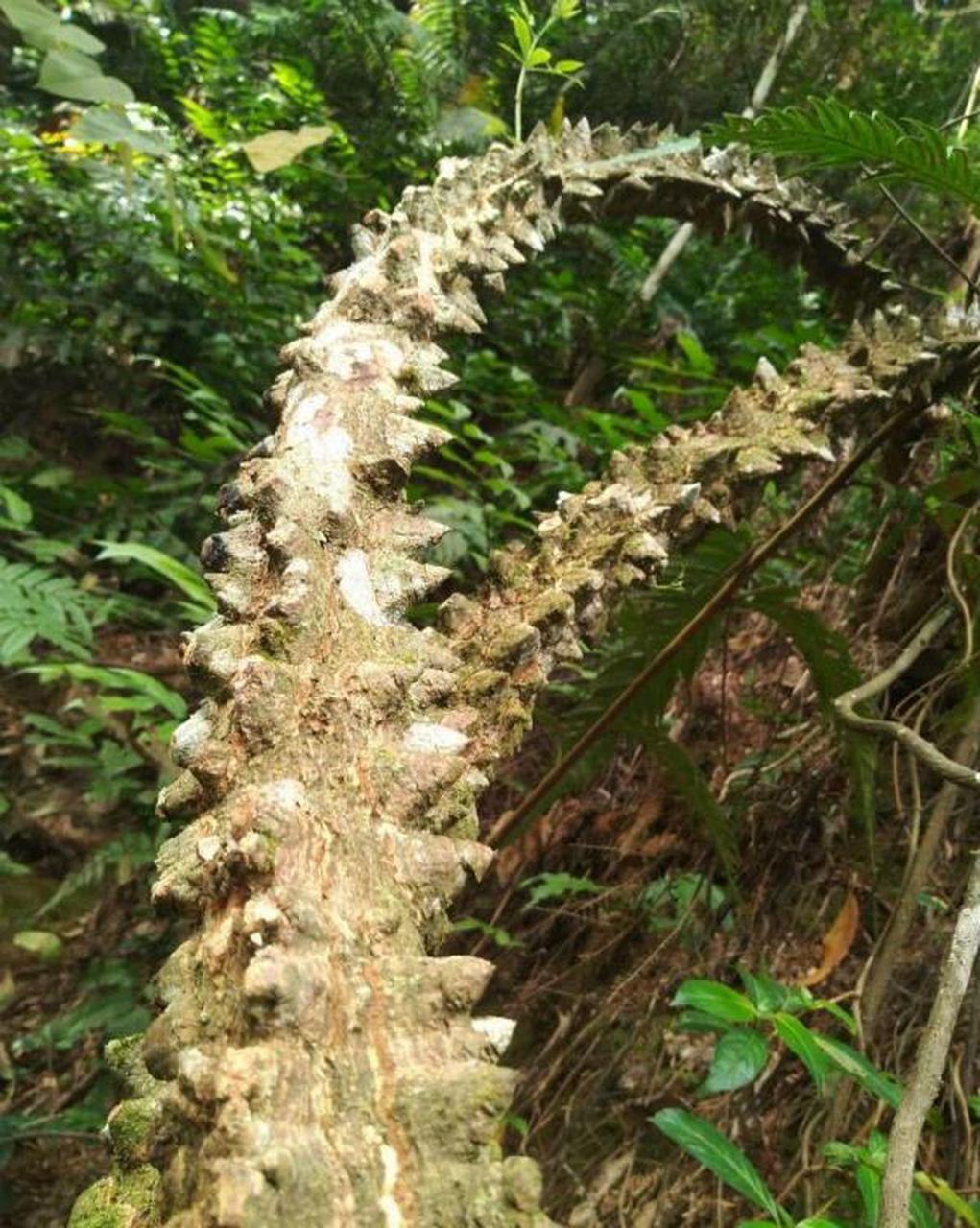 每天认识一种植物# #诗词歌赋交流天地# #养花种菜小分队#  飞龙掌血