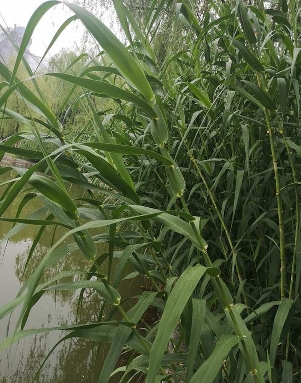 每天认识一种植物# #诗词歌赋交流天地# #养花种菜小分队#  《芦帧贩