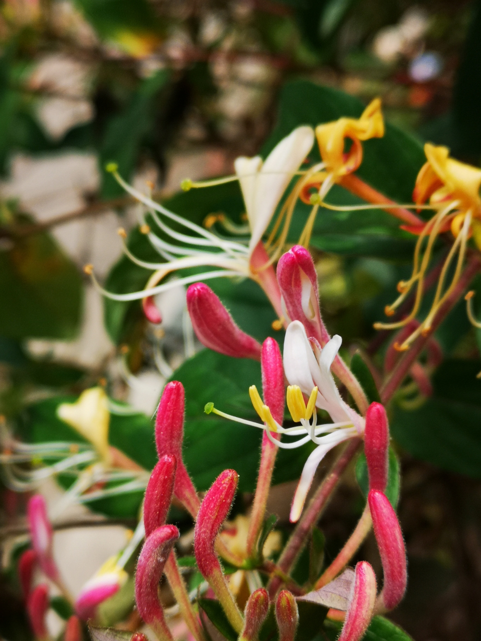 认识一种植物# #诗词歌赋交流天地# #养花种菜小分队#  《红白忍冬》