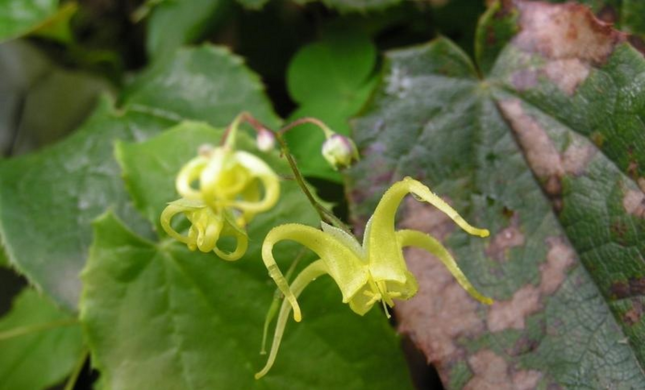 诗词歌赋交流地# #养花种菜小分队# 《仙灵脾》 西北羝羊刚且壮