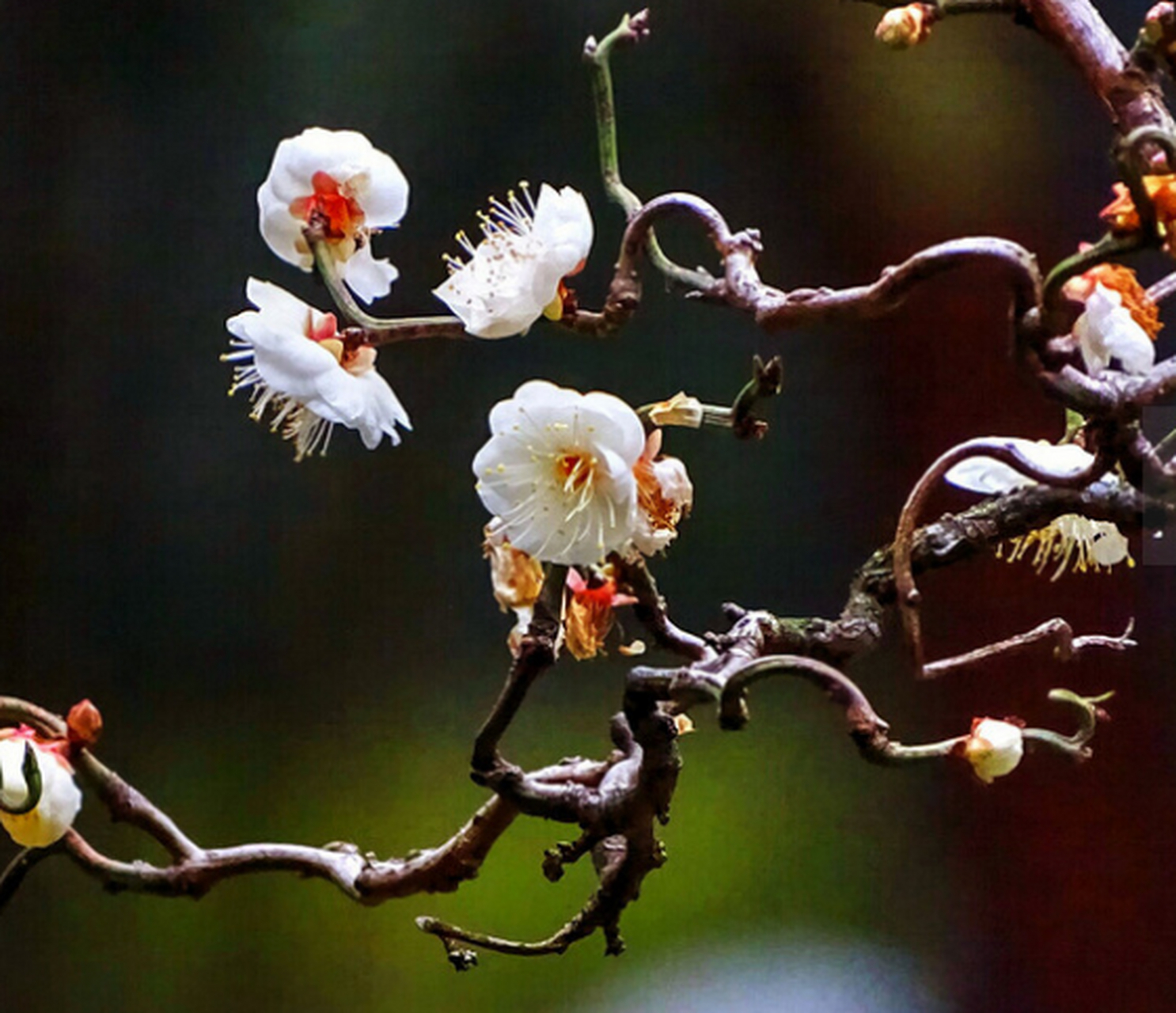 龙游梅花图片欣赏图片