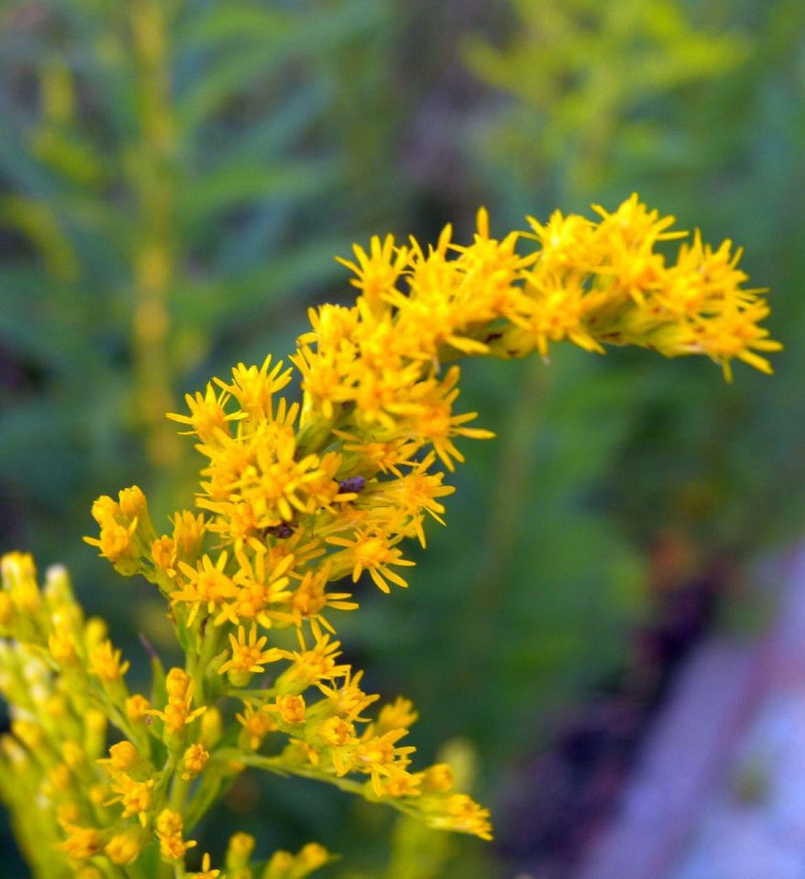 万千花蕊随枝翘,一枝黄花黄莺蒿.