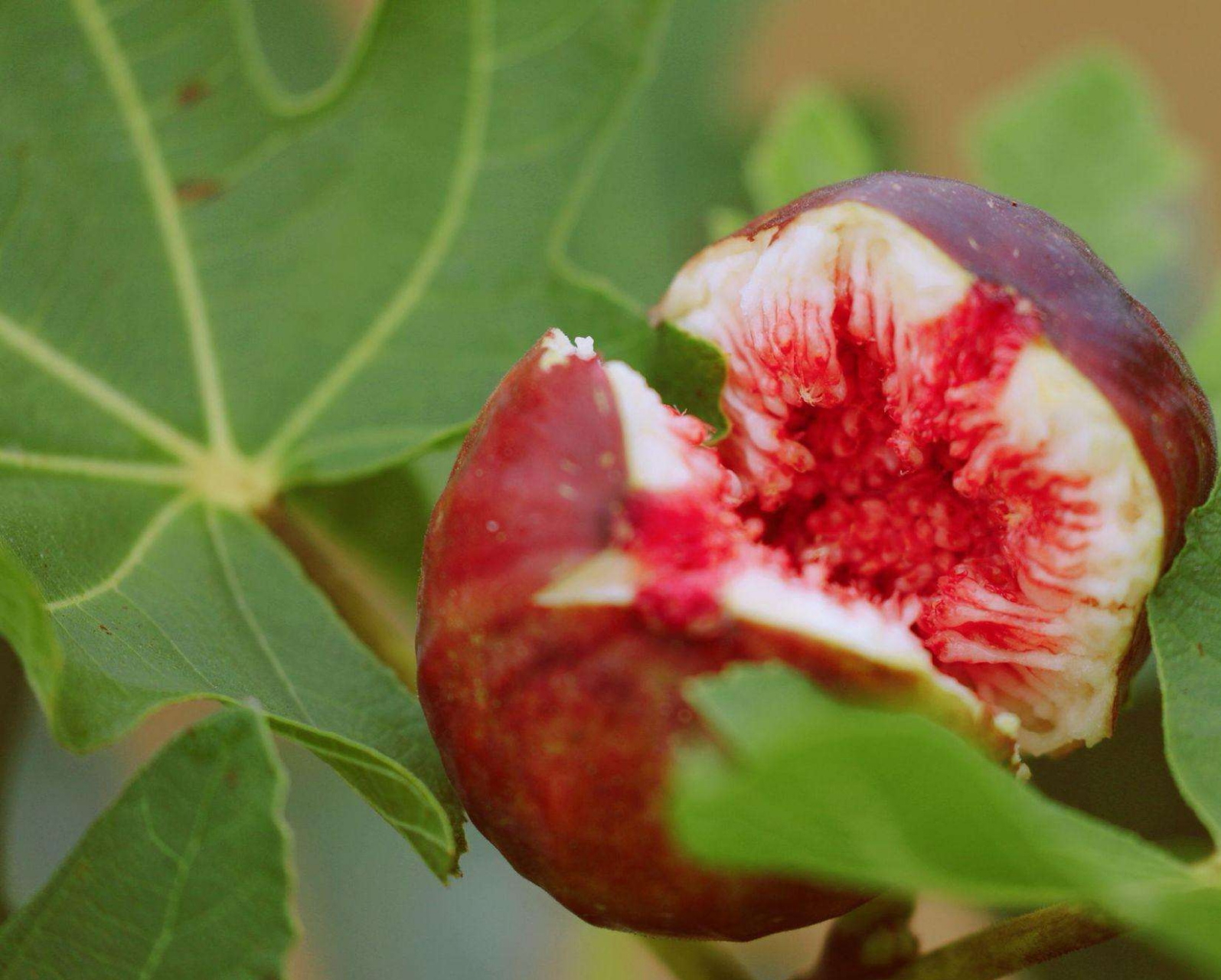 诗词歌赋交流天地# #养花种菜小分队#  《无花果》  花托膨胀假果生