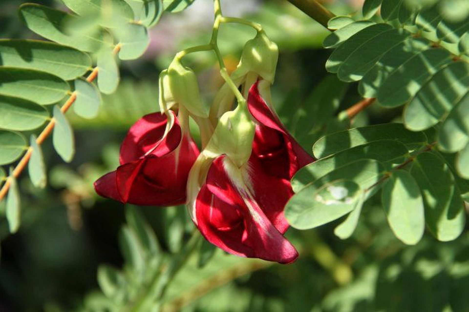 认识一种植物# #诗词歌赋交流天地# #养花种菜小分队#  《大花田菁》