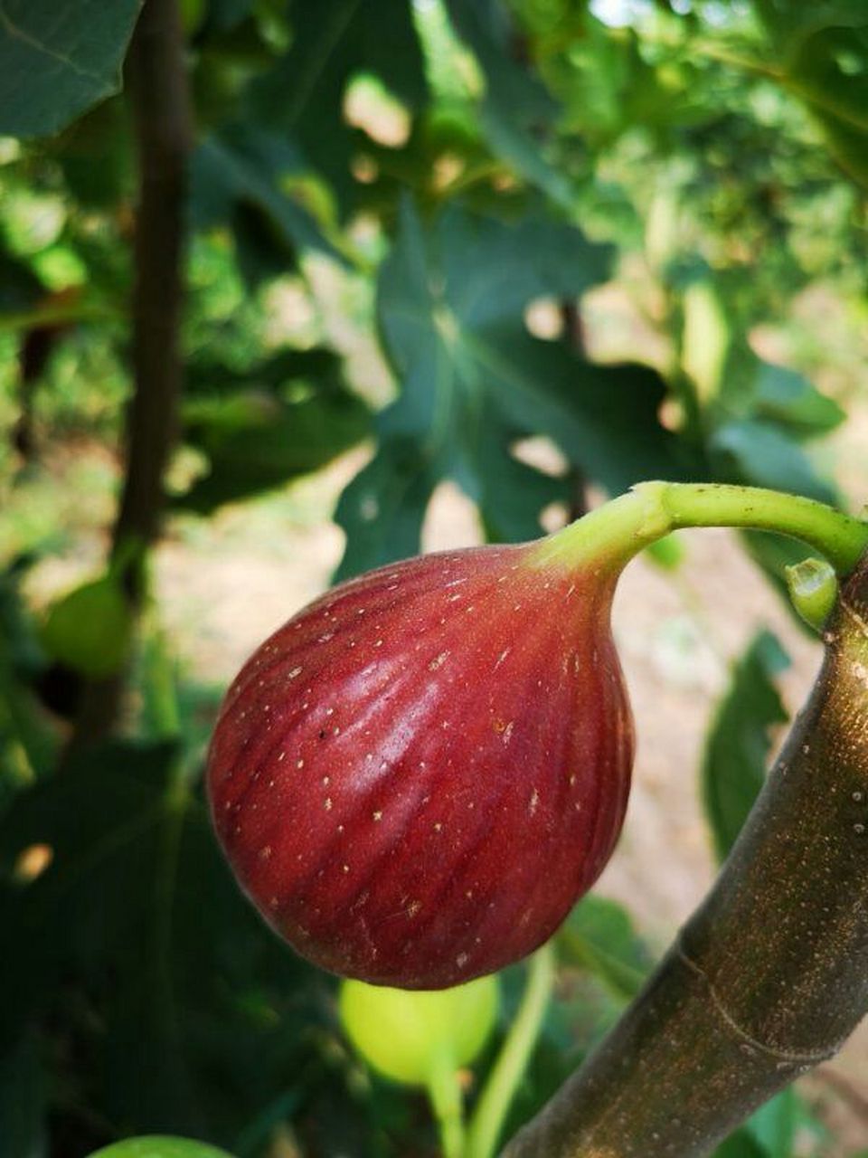 诗词歌赋交流天地# #养花种菜小分队#  《无花果》  花托膨胀假果生