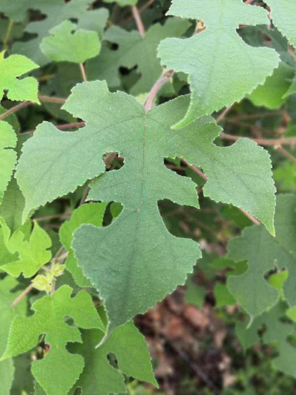 《构树》  千姿碧叶舞穗球,榫卯雌雄绣春秋.