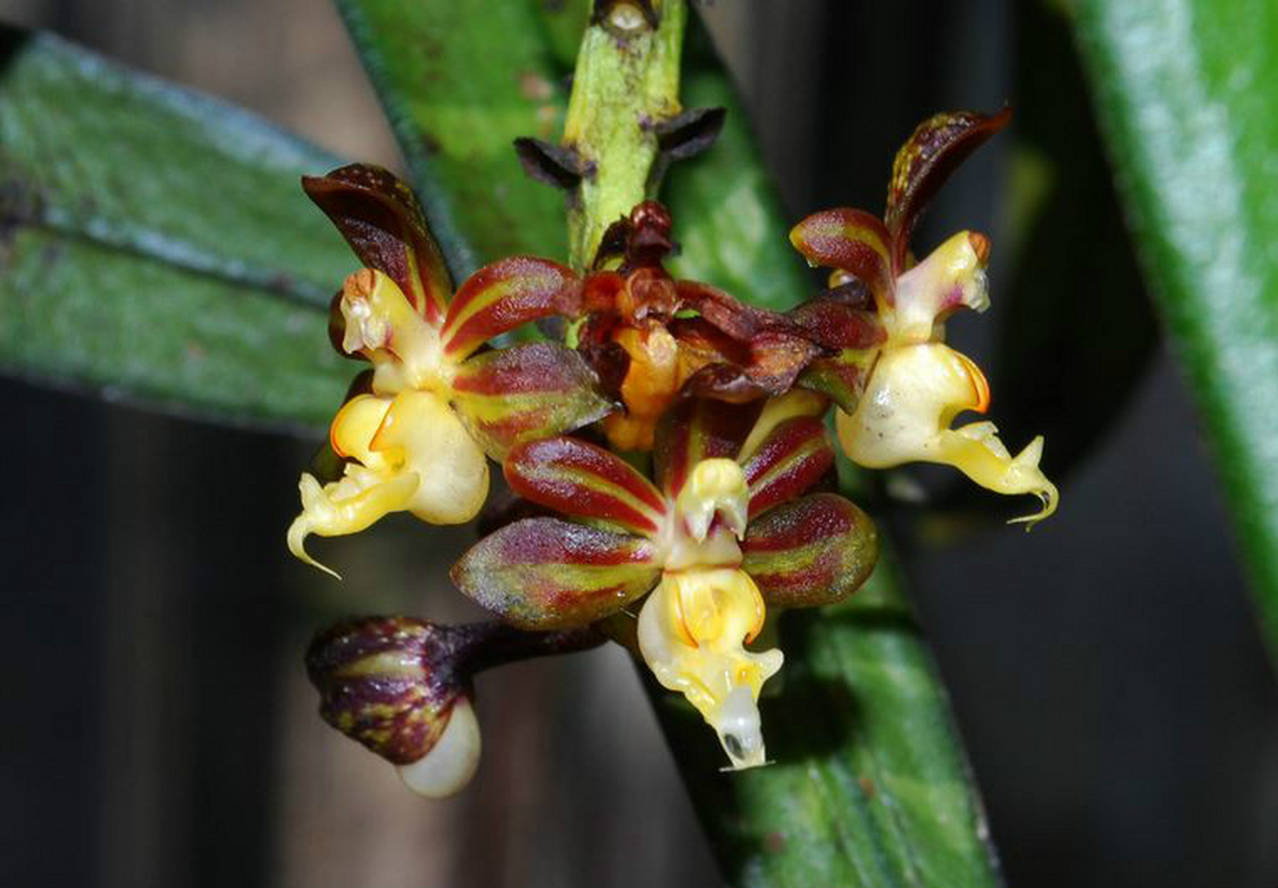 每天认识一种植物# #诗词歌赋交流天地# #养花种菜小分队#  《短序脆