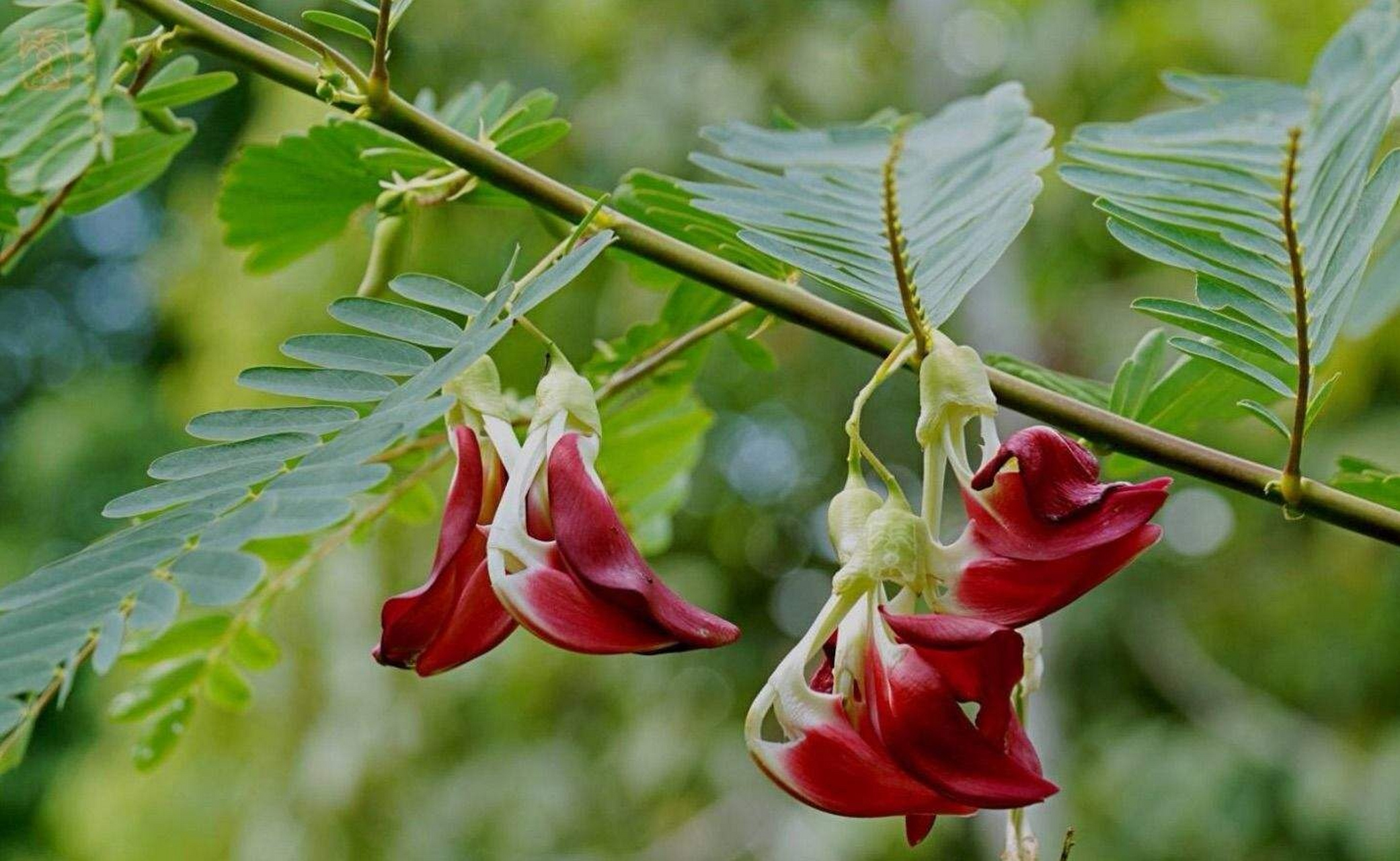 认识一种植物# #诗词歌赋交流天地# #养花种菜小分队#  《大花田菁》