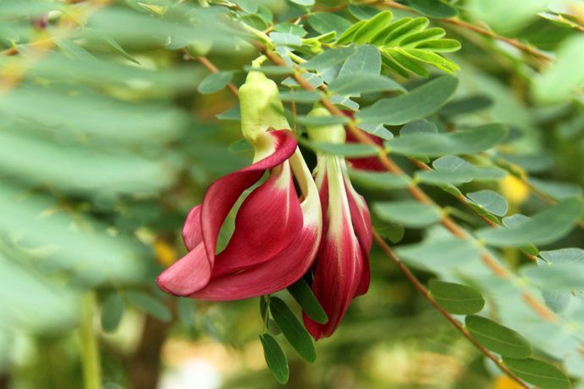 认识一种植物# #诗词歌赋交流天地# #养花种菜小分队#  《大花田菁》