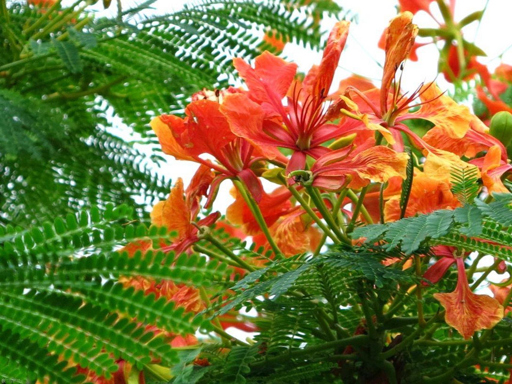 养花种菜小分队#  《凤凰花》  飞凰之羽碧翼展,丹凤之冠掩行旃