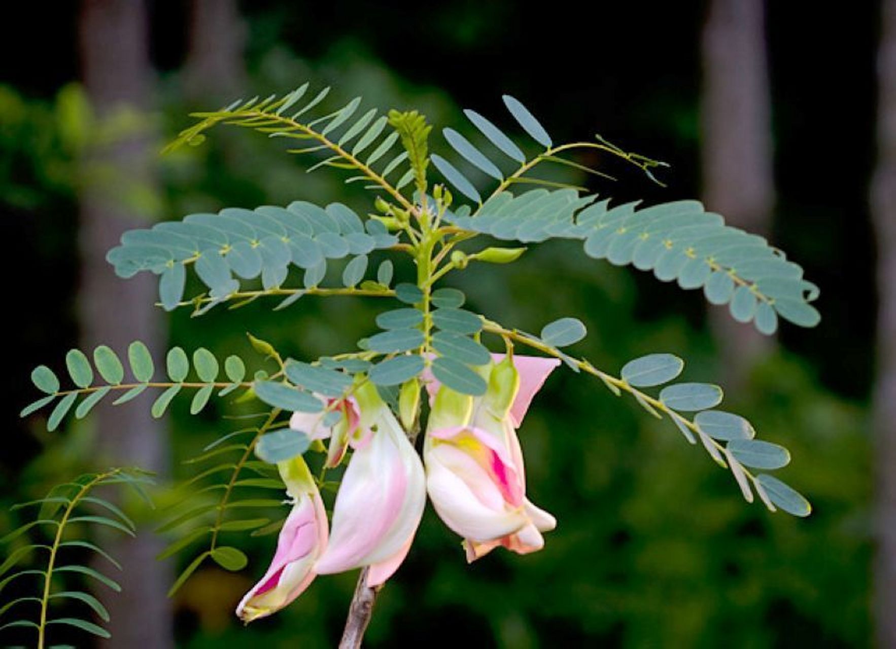 认识一种植物# #诗词歌赋交流天地# #养花种菜小分队#  《大花田菁》