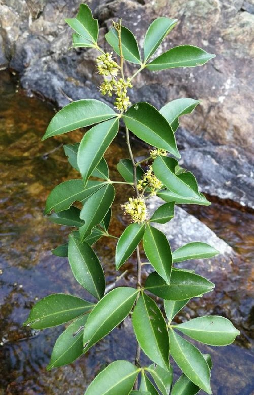 每天认识一种植物# #诗词歌赋交流天地# #养花种菜小分队#  飞龙掌血