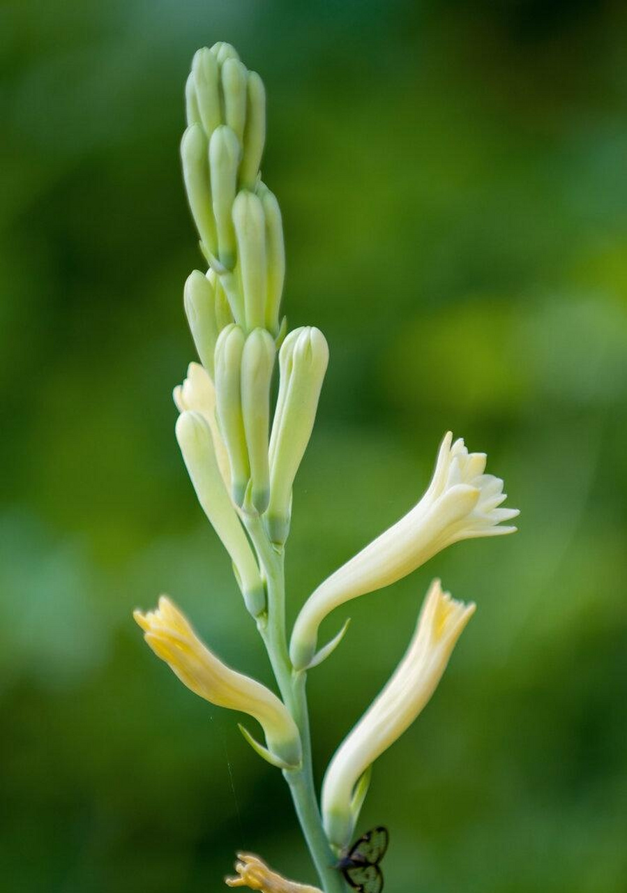 每天认识一种植物# #诗词歌赋交流天地# #养花种菜小分队#  《晚香 