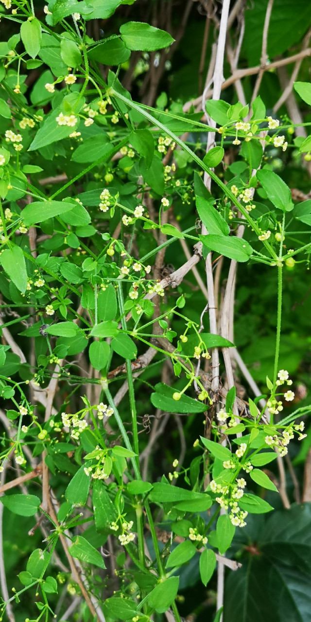 茜草图片大全植物图片图片