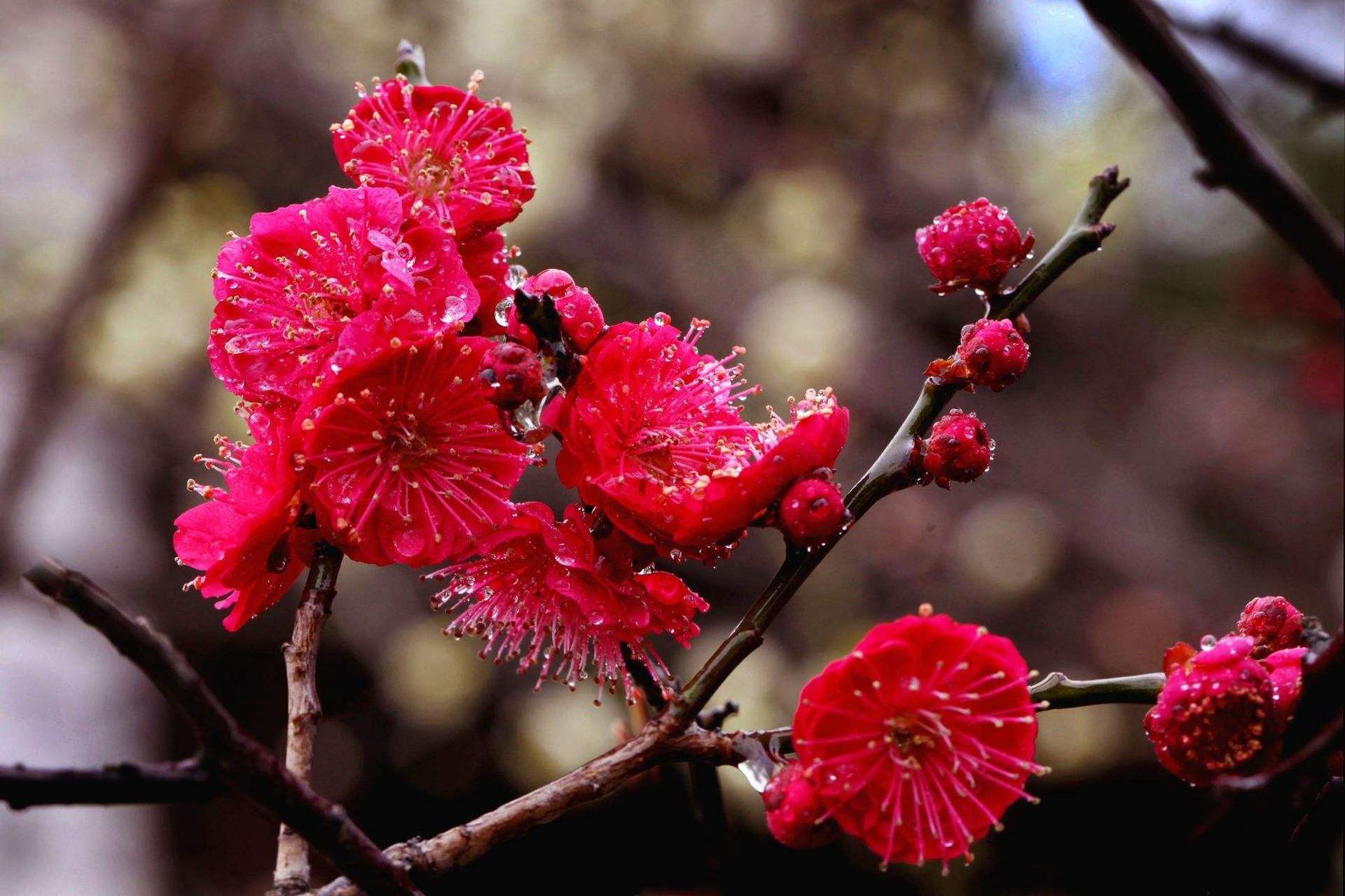 每天认识一种植物# #诗词歌赋交流天地# #养花种
