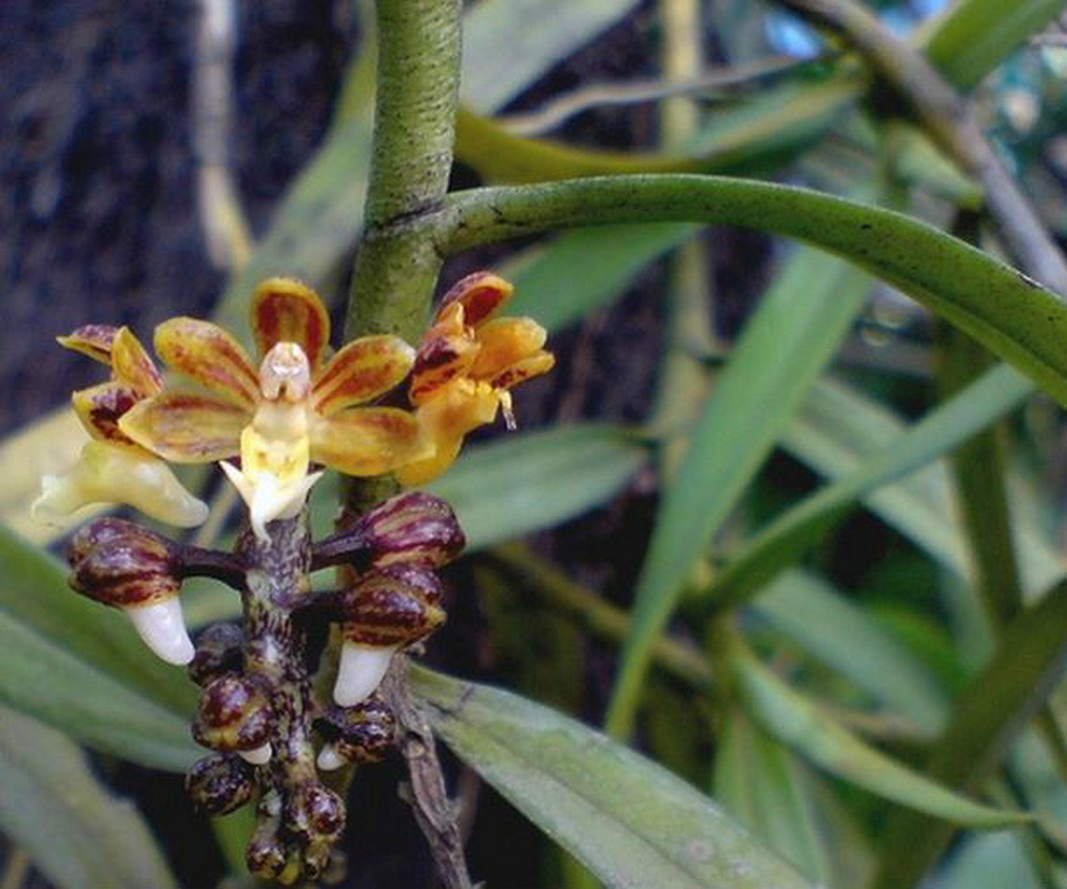 每天认识一种植物# #诗词歌赋交流天地# #养花种菜小分队#  《短序脆